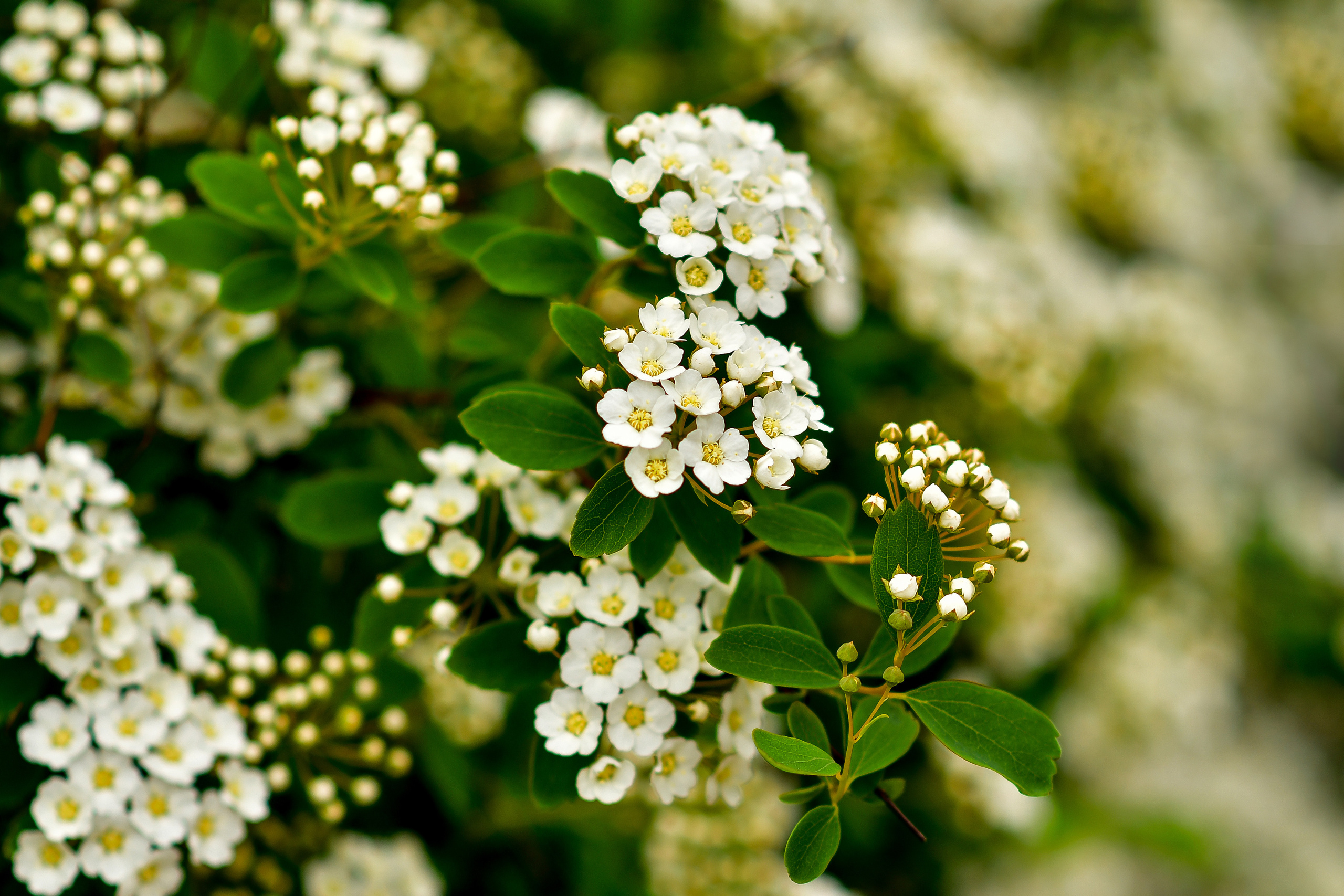 Природа. Семейный и свадебный фотограф в Донецке Донская Анастасия