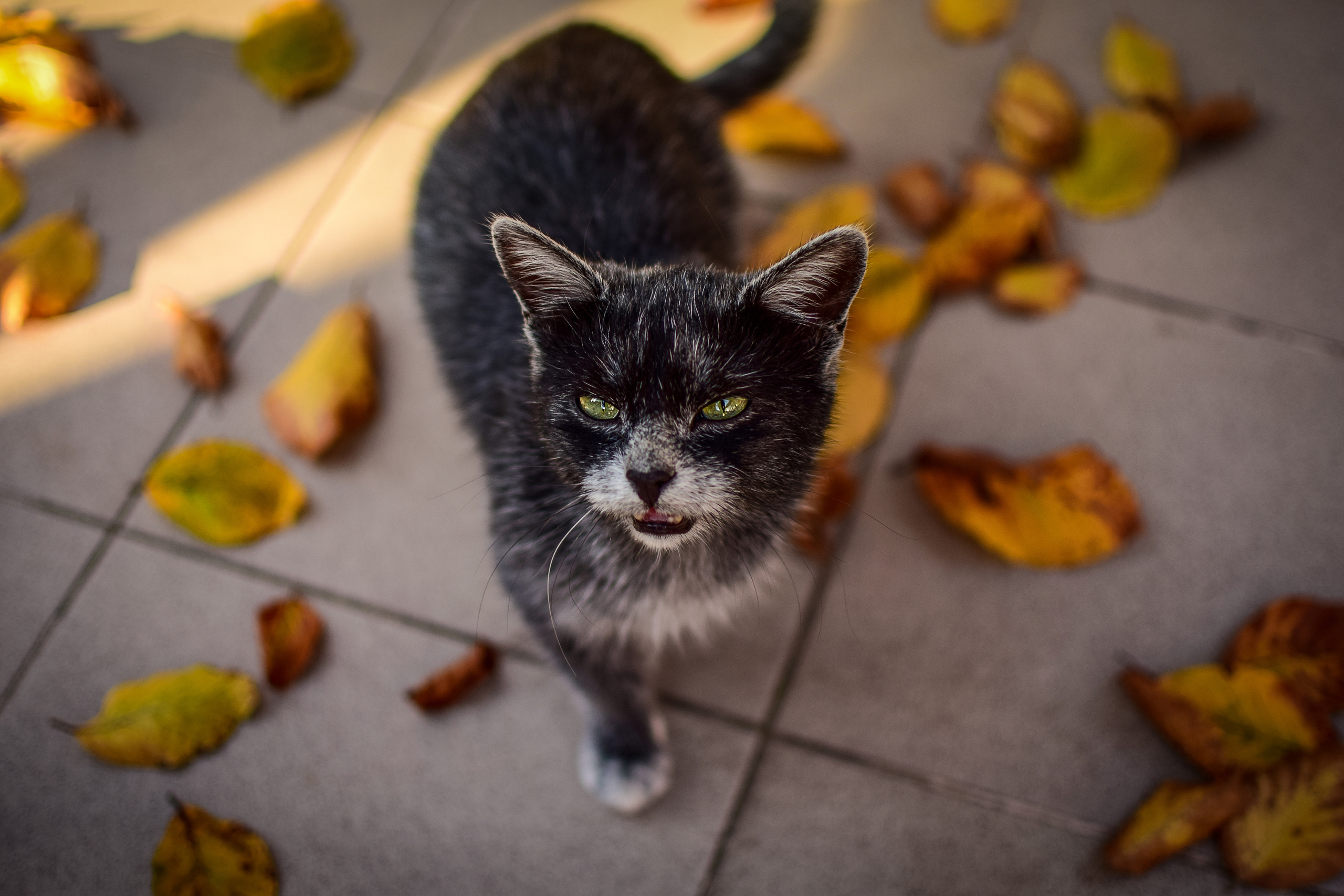 Природа. Семейный и свадебный фотограф в Донецке Донская Анастасия