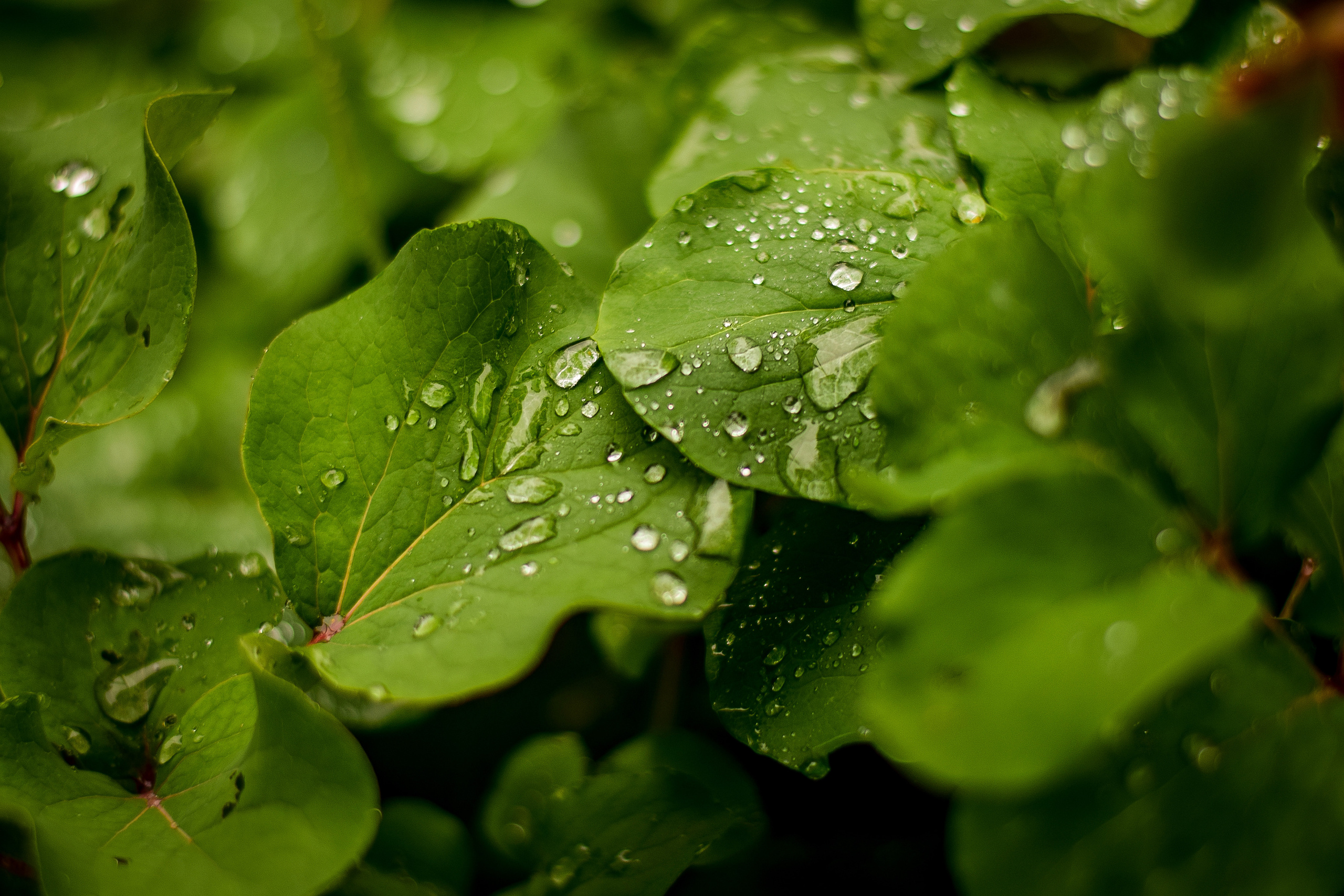 Природа. Семейный и свадебный фотограф в Донецке Донская Анастасия