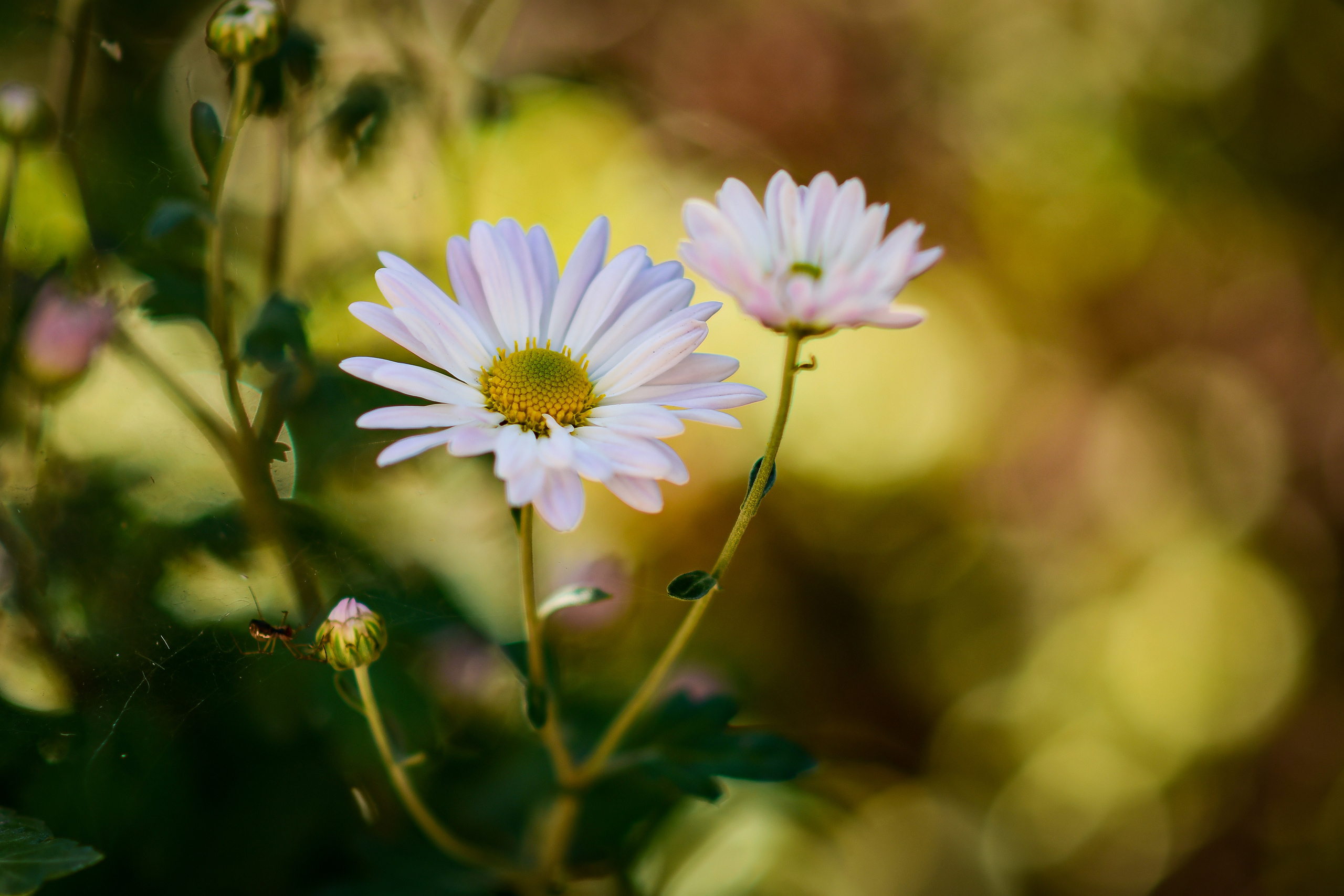 Природа. Семейный и свадебный фотограф в Донецке Донская Анастасия