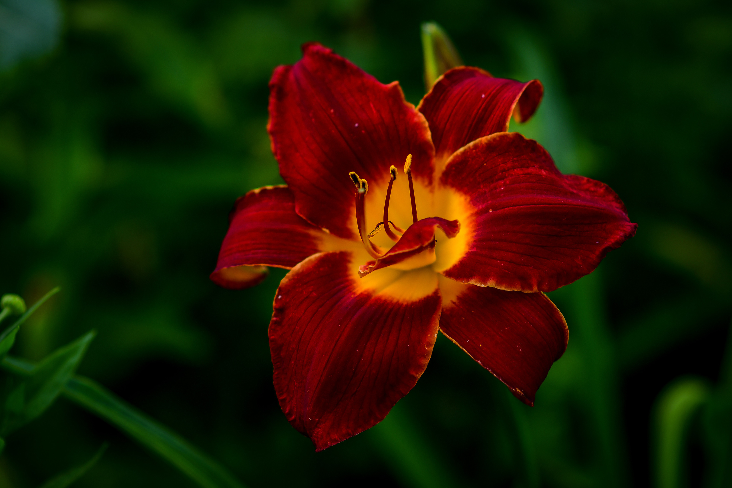 Природа. Семейный и свадебный фотограф в Донецке Донская Анастасия