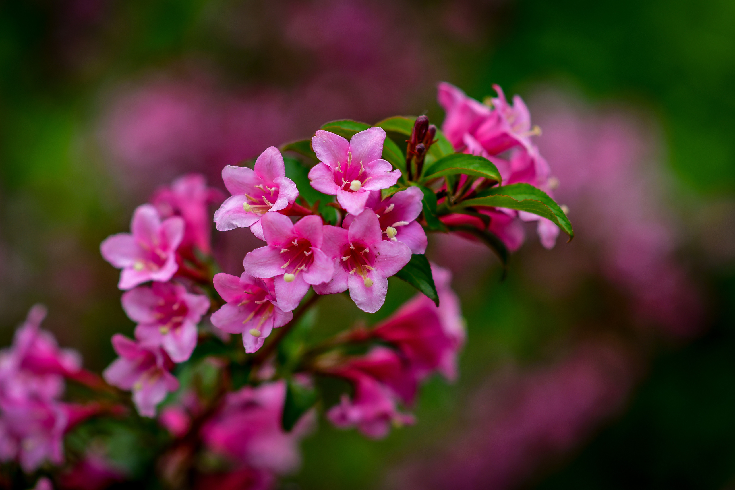 Природа. Семейный и свадебный фотограф в Донецке Донская Анастасия