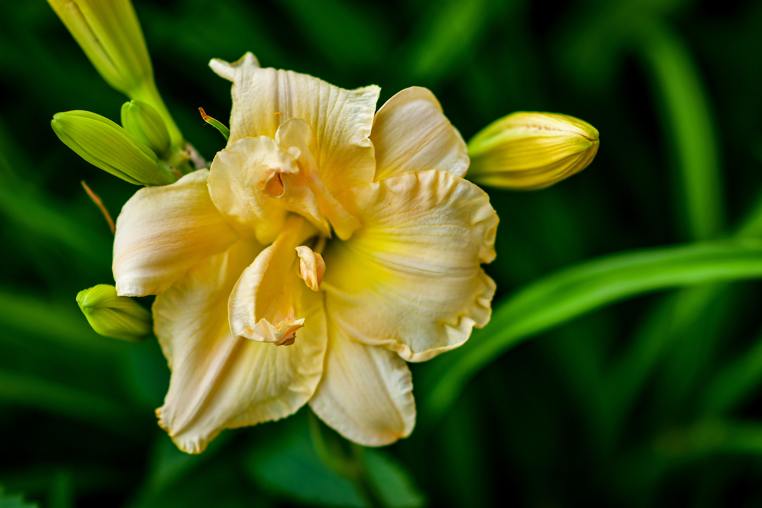 Природа. Семейный и свадебный фотограф в Донецке Донская Анастасия