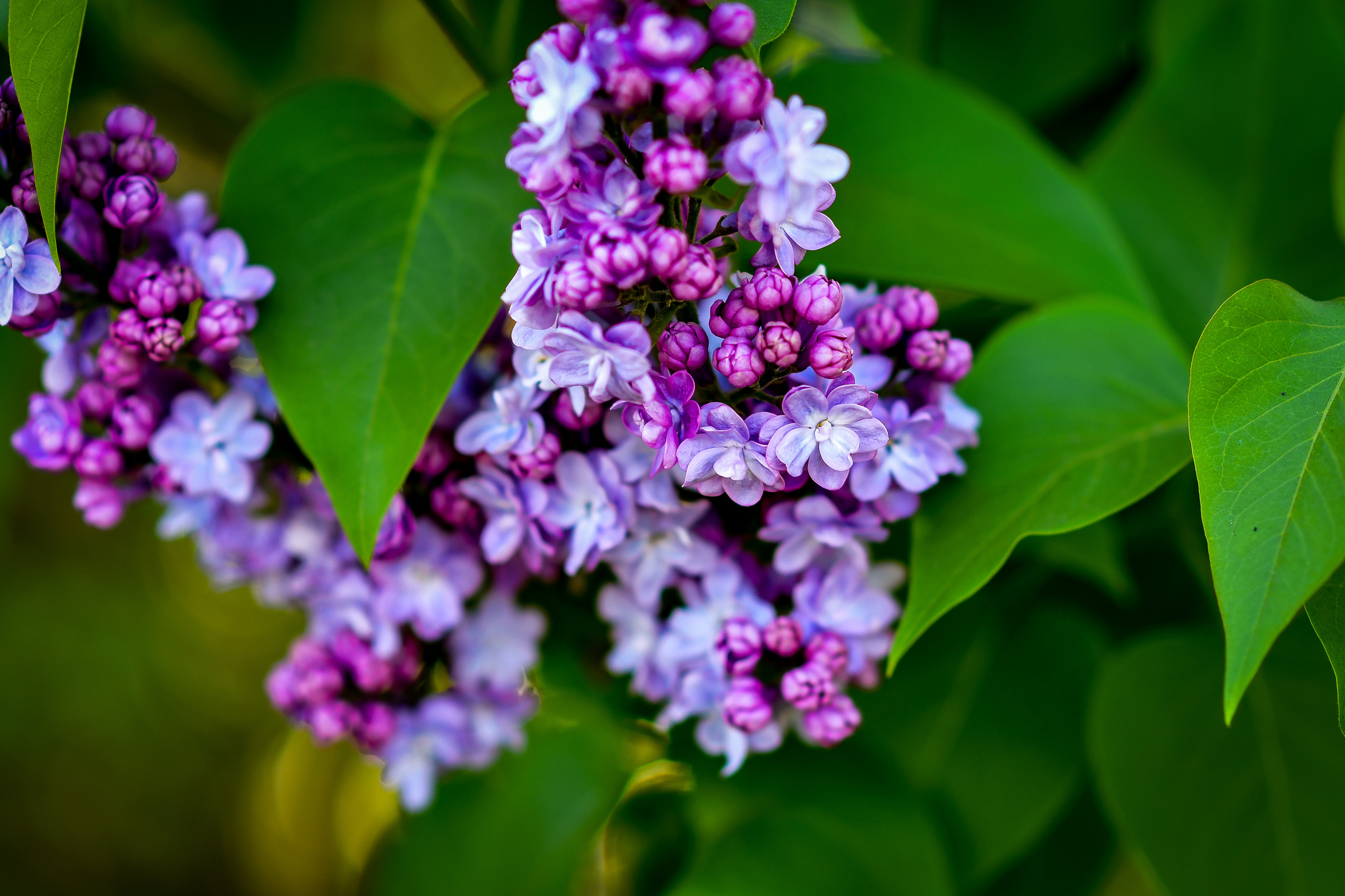 Природа. Семейный и свадебный фотограф в Донецке Донская Анастасия