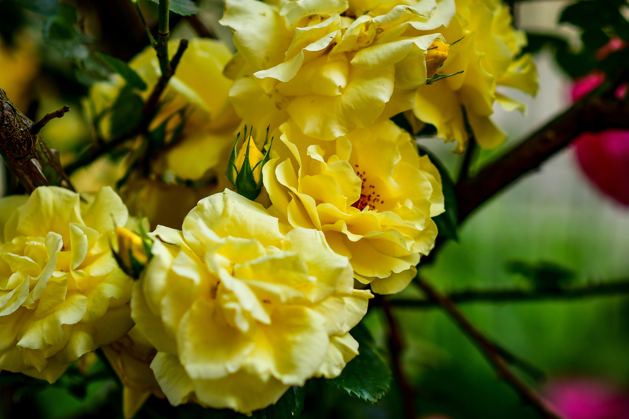 Природа. Семейный и свадебный фотограф в Донецке Донская Анастасия