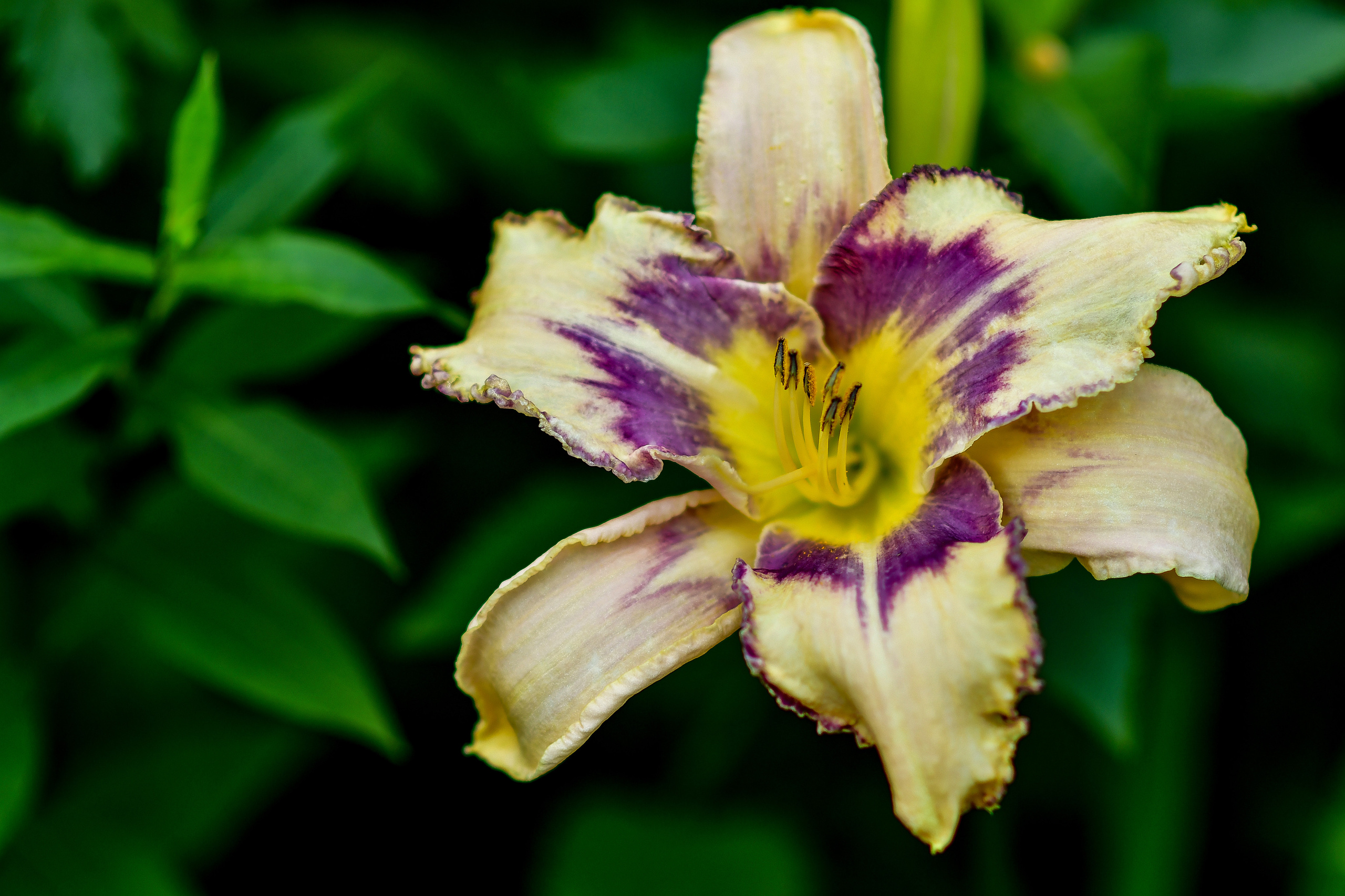 Природа. Семейный и свадебный фотограф в Донецке Донская Анастасия