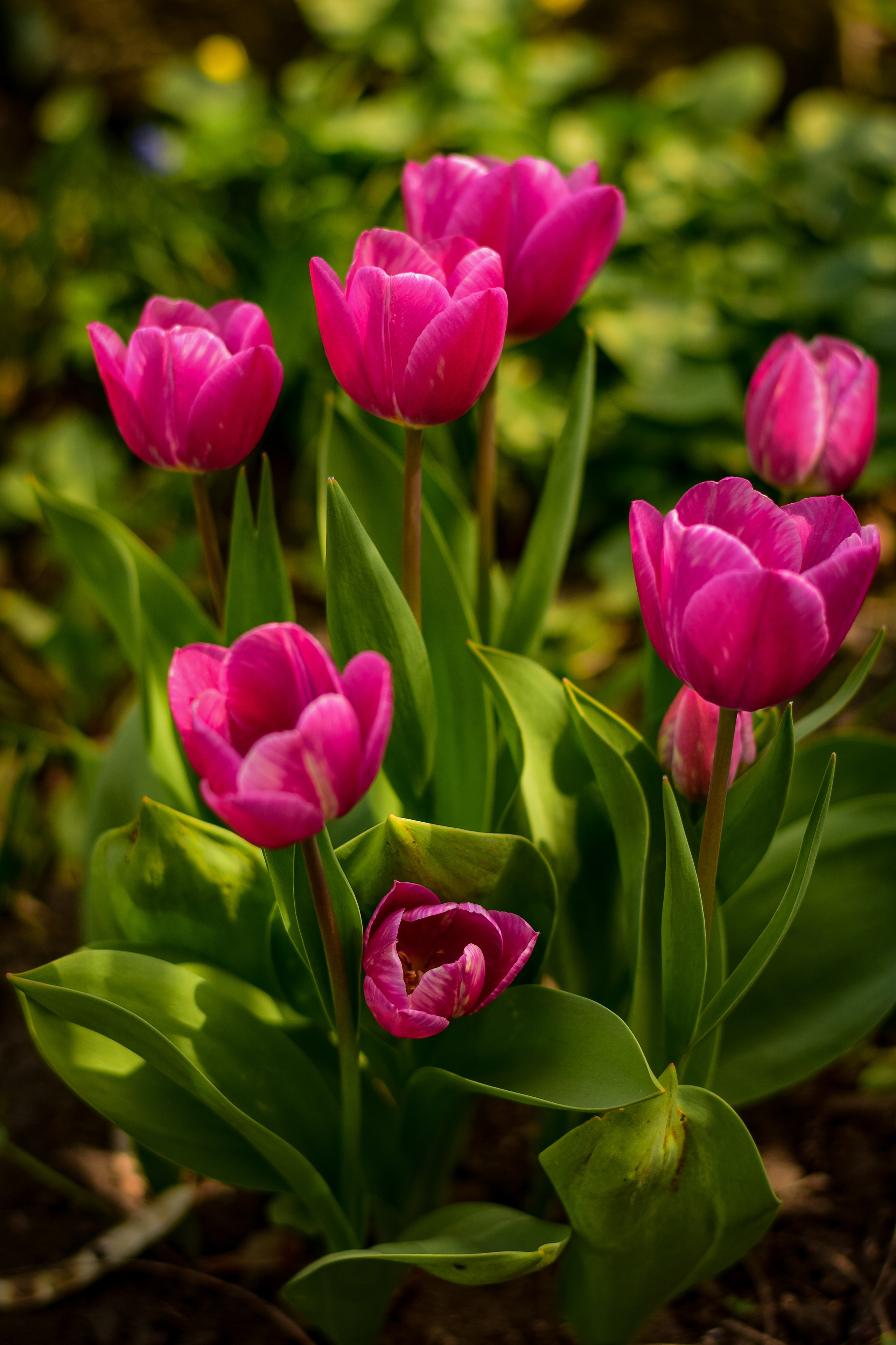 Природа. Семейный и свадебный фотограф в Донецке Донская Анастасия