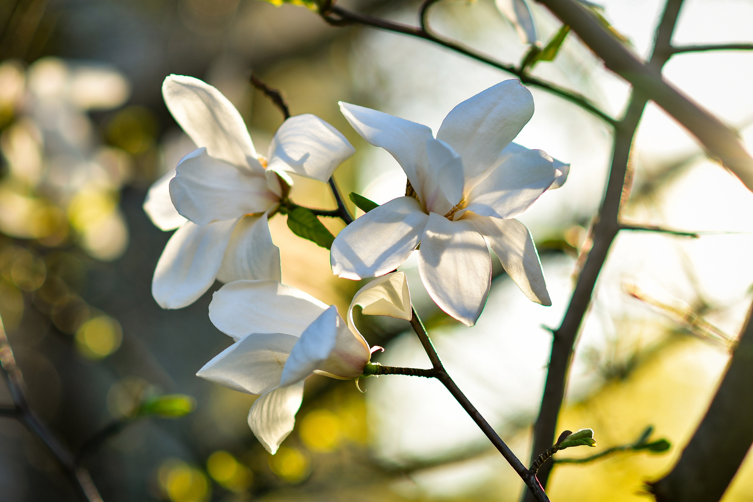 Природа. Семейный и свадебный фотограф в Донецке Донская Анастасия