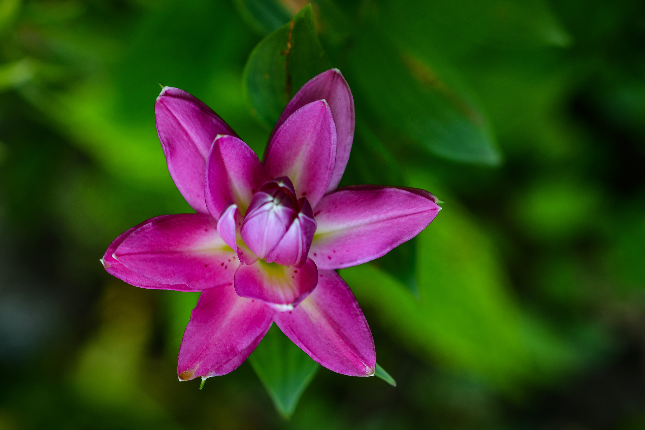 Природа. Семейный и свадебный фотограф в Донецке Донская Анастасия