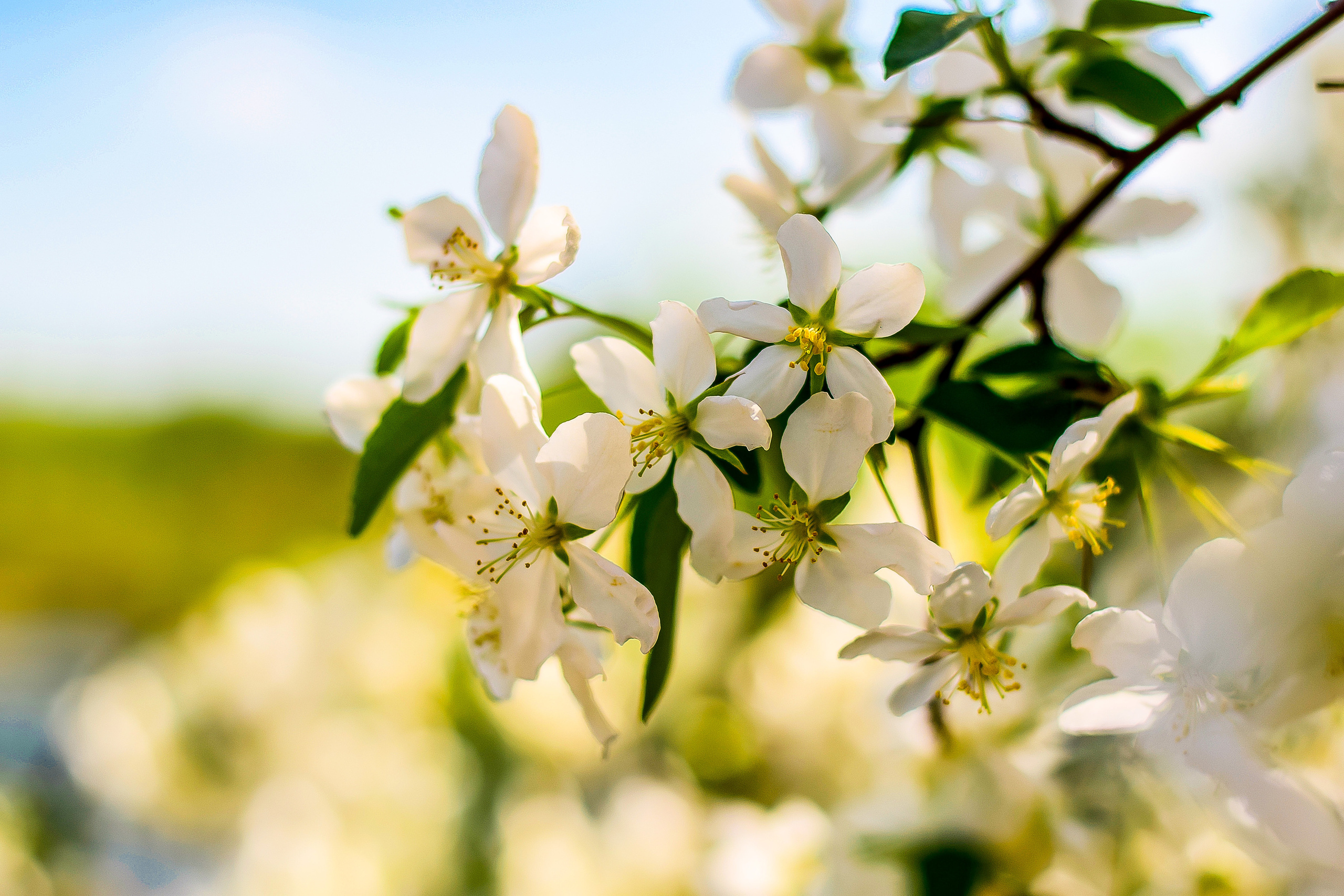 Природа. Семейный и свадебный фотограф в Донецке Донская Анастасия