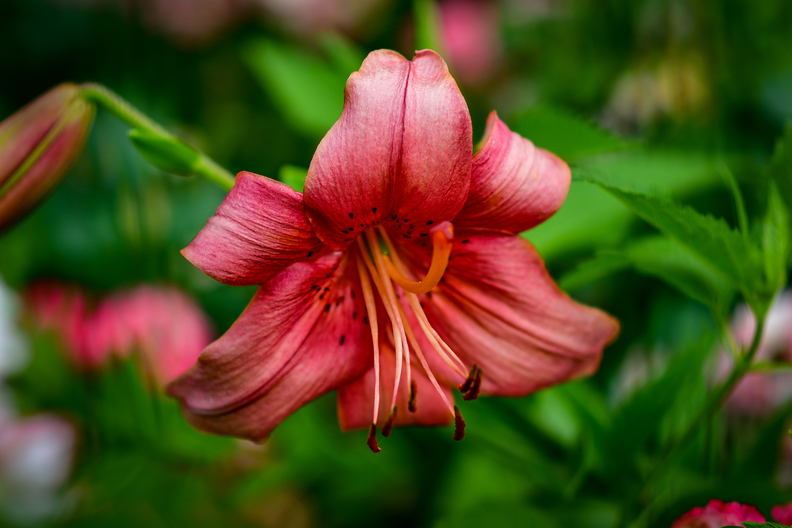 Природа. Семейный и свадебный фотограф в Донецке Донская Анастасия