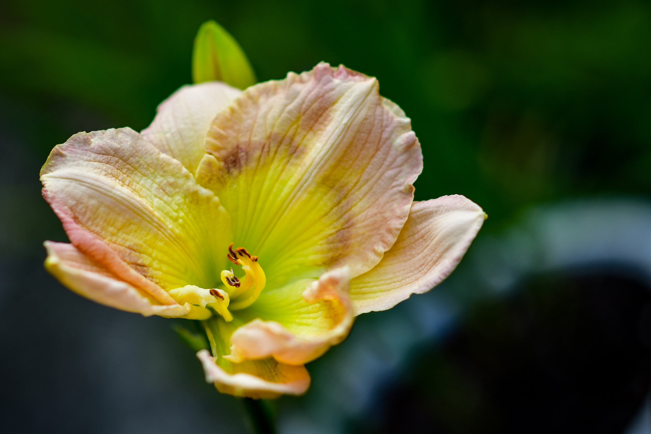 Природа. Семейный и свадебный фотограф в Донецке Донская Анастасия