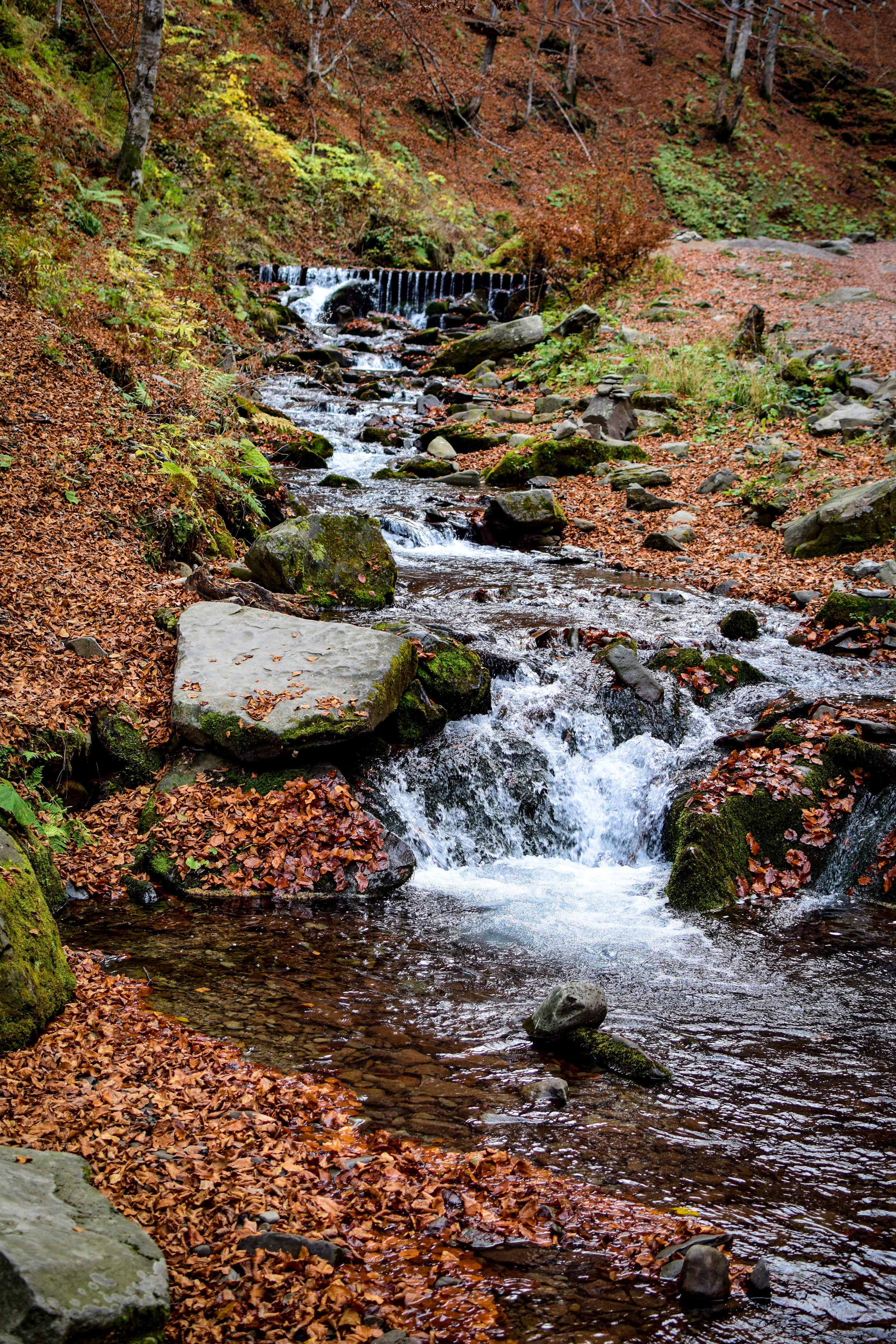 Природа. Семейный и свадебный фотограф в Донецке Донская Анастасия