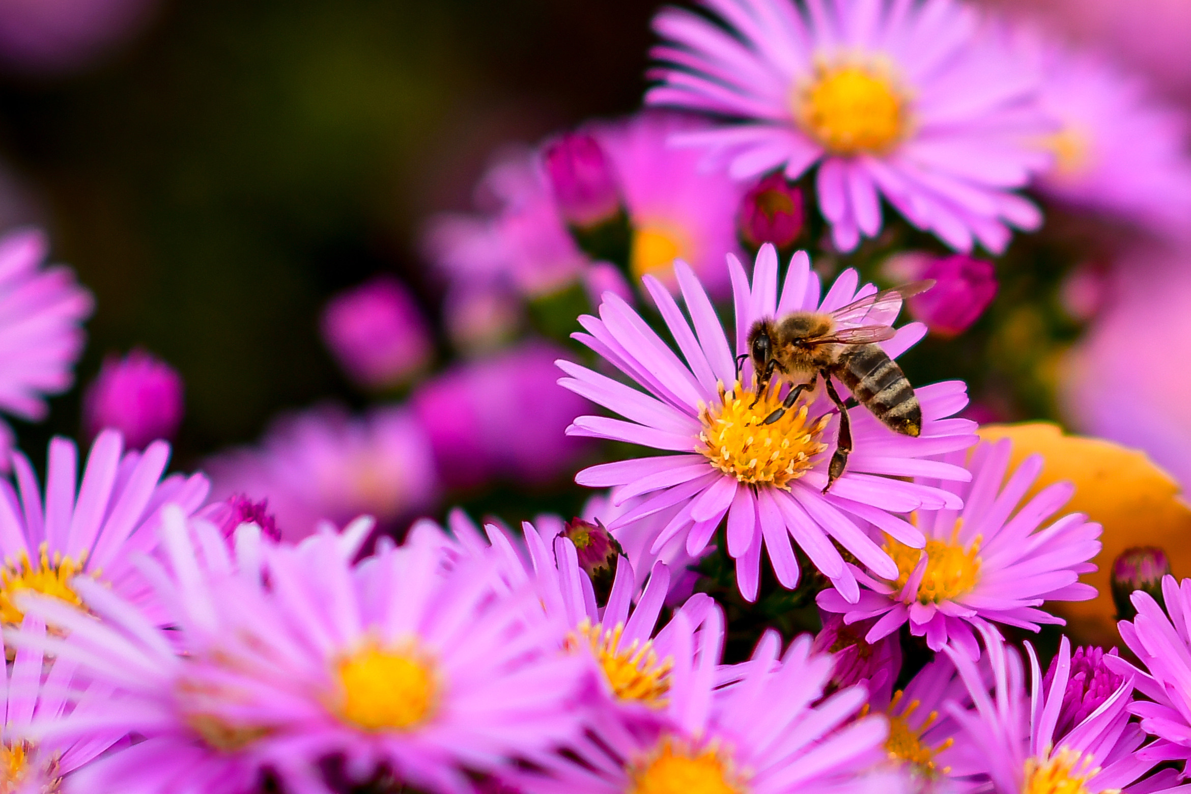 Природа. Семейный и свадебный фотограф в Донецке Донская Анастасия