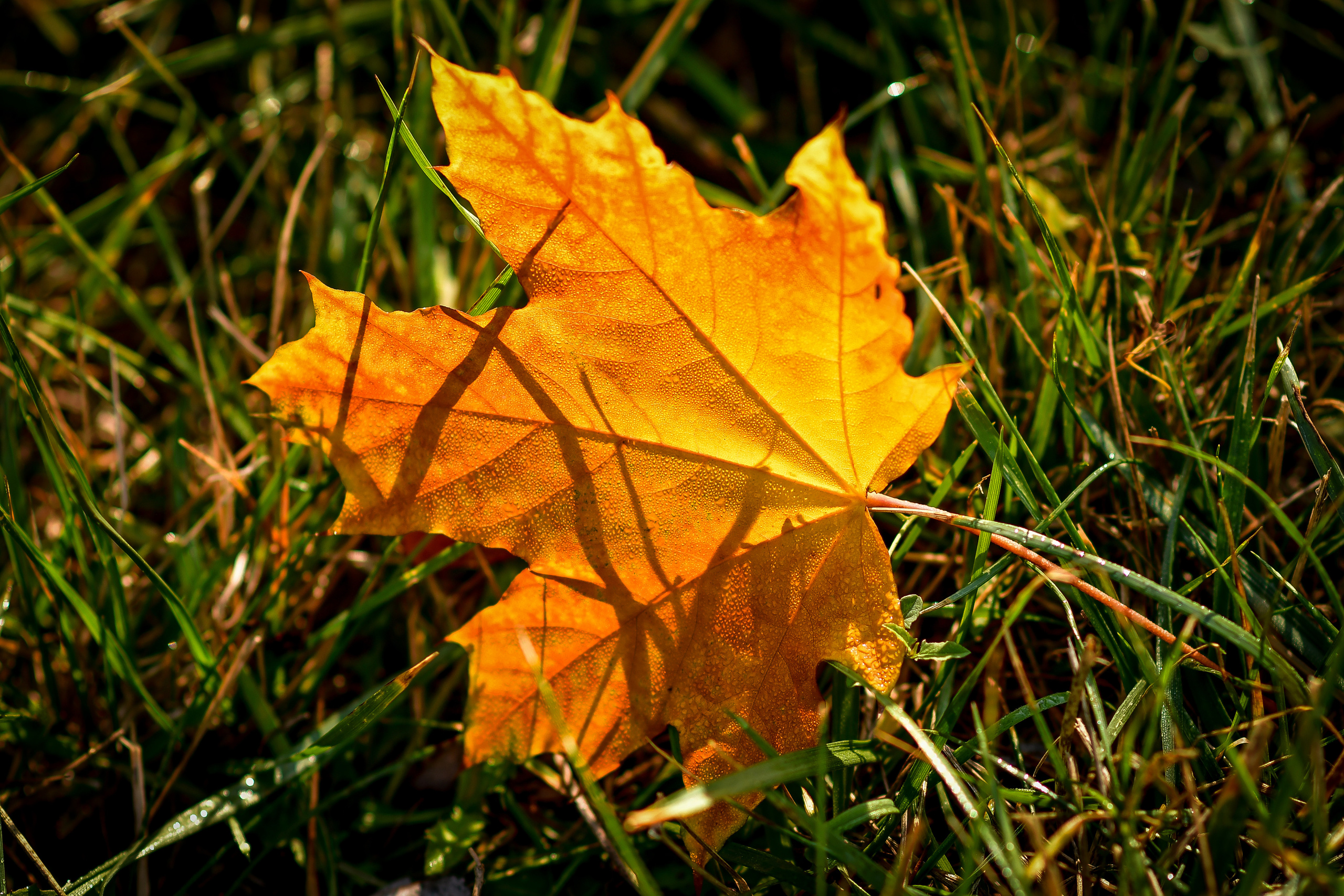 Природа. Семейный и свадебный фотограф в Донецке Донская Анастасия