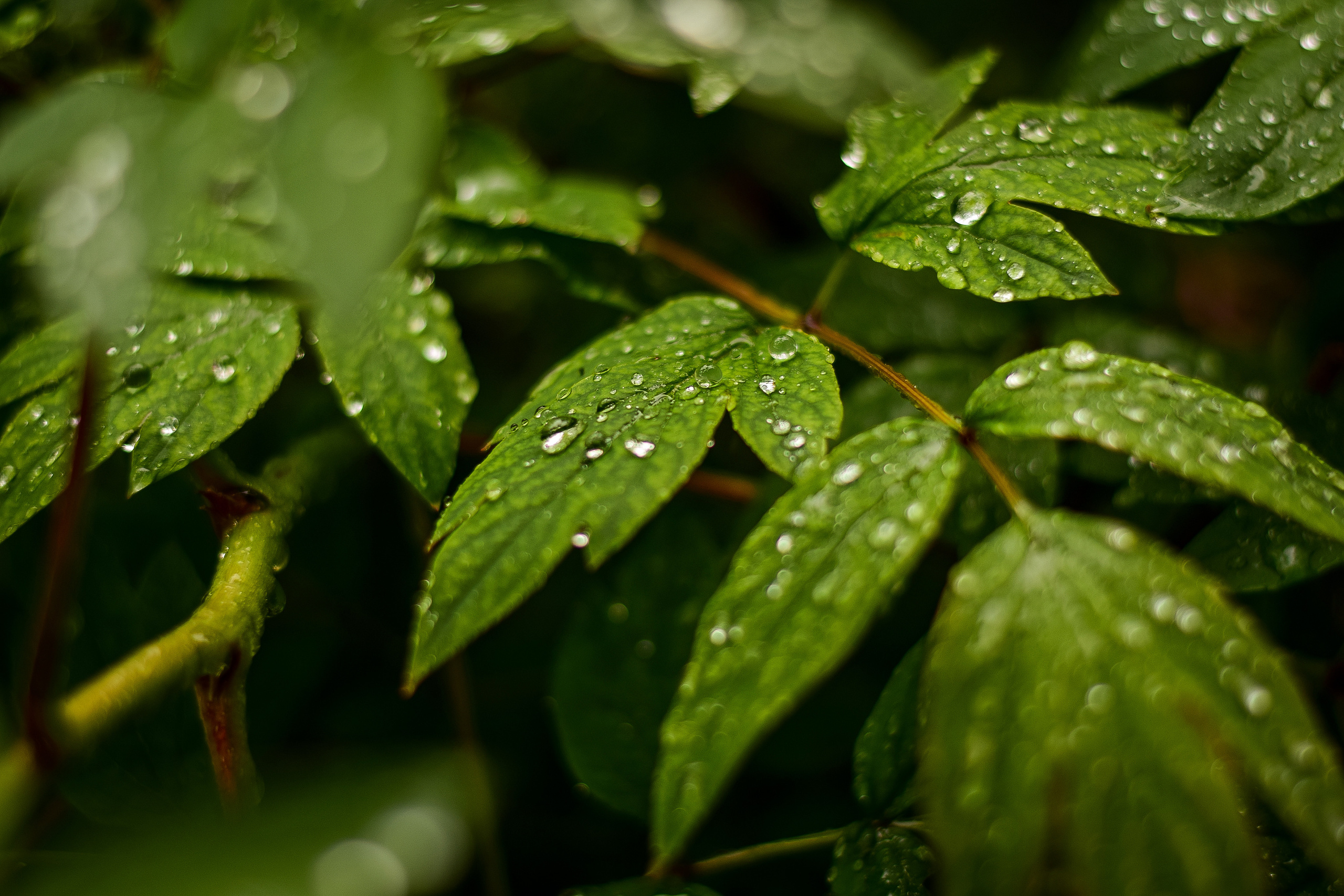 Природа. Семейный и свадебный фотограф в Донецке Донская Анастасия