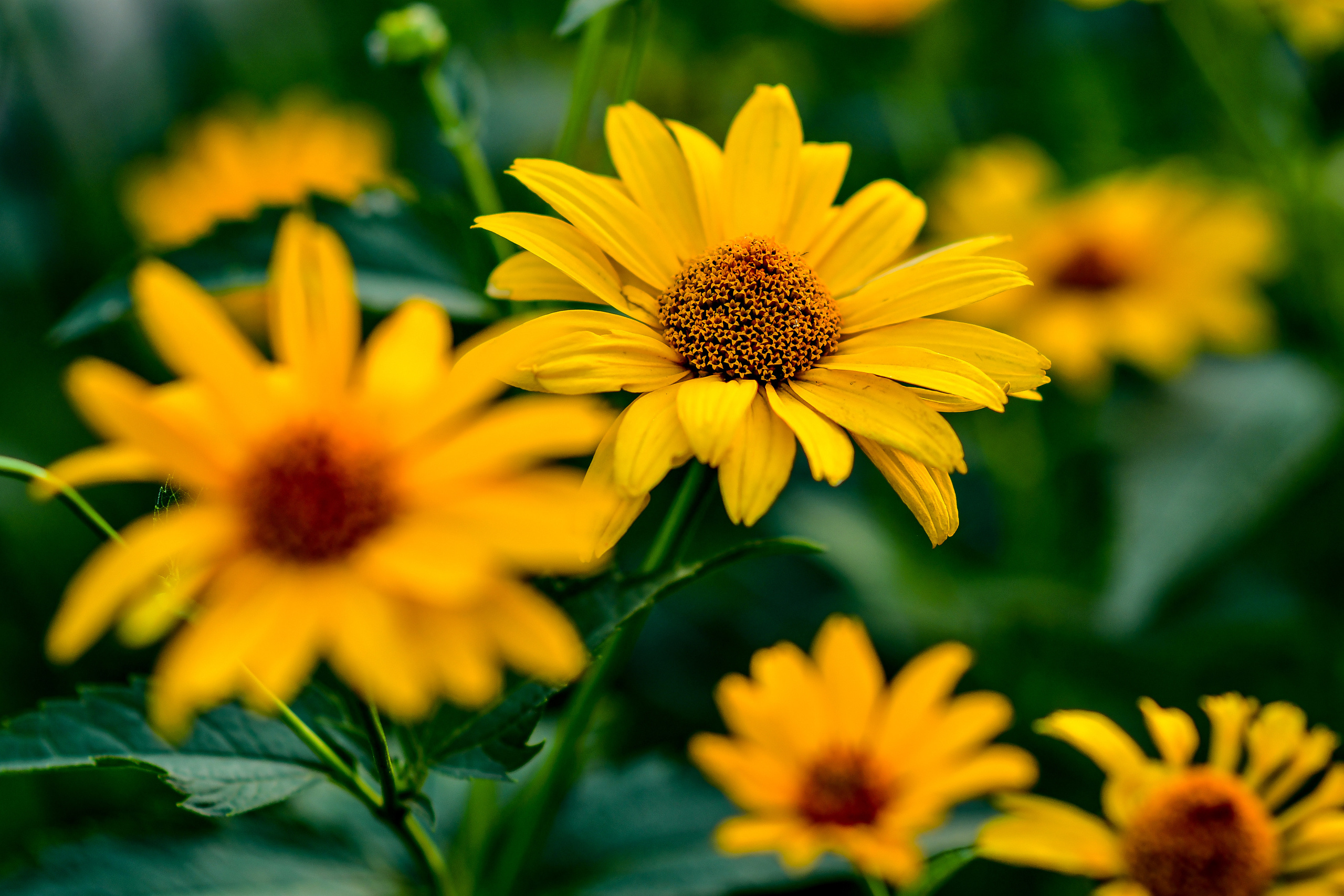 Природа. Семейный и свадебный фотограф в Донецке Донская Анастасия