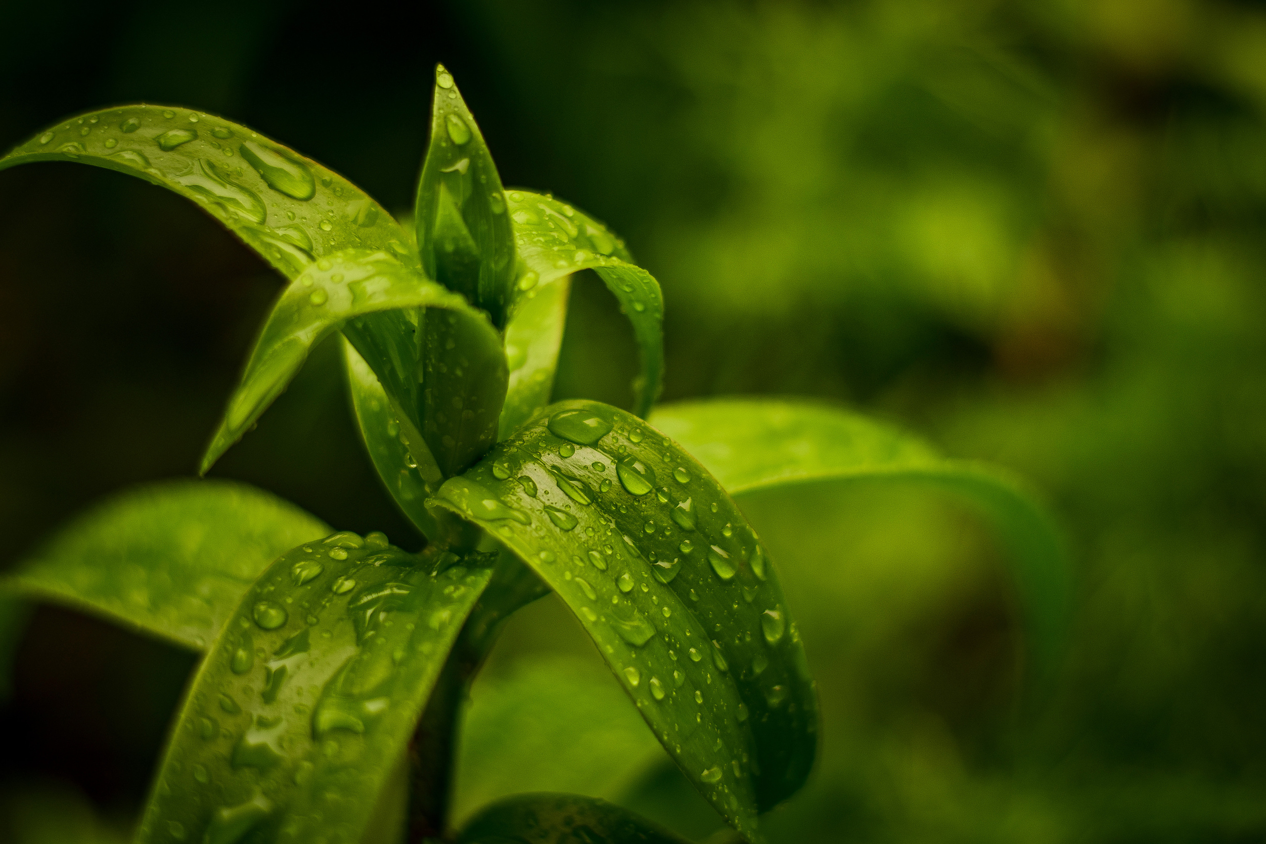 Природа. Семейный и свадебный фотограф в Донецке Донская Анастасия