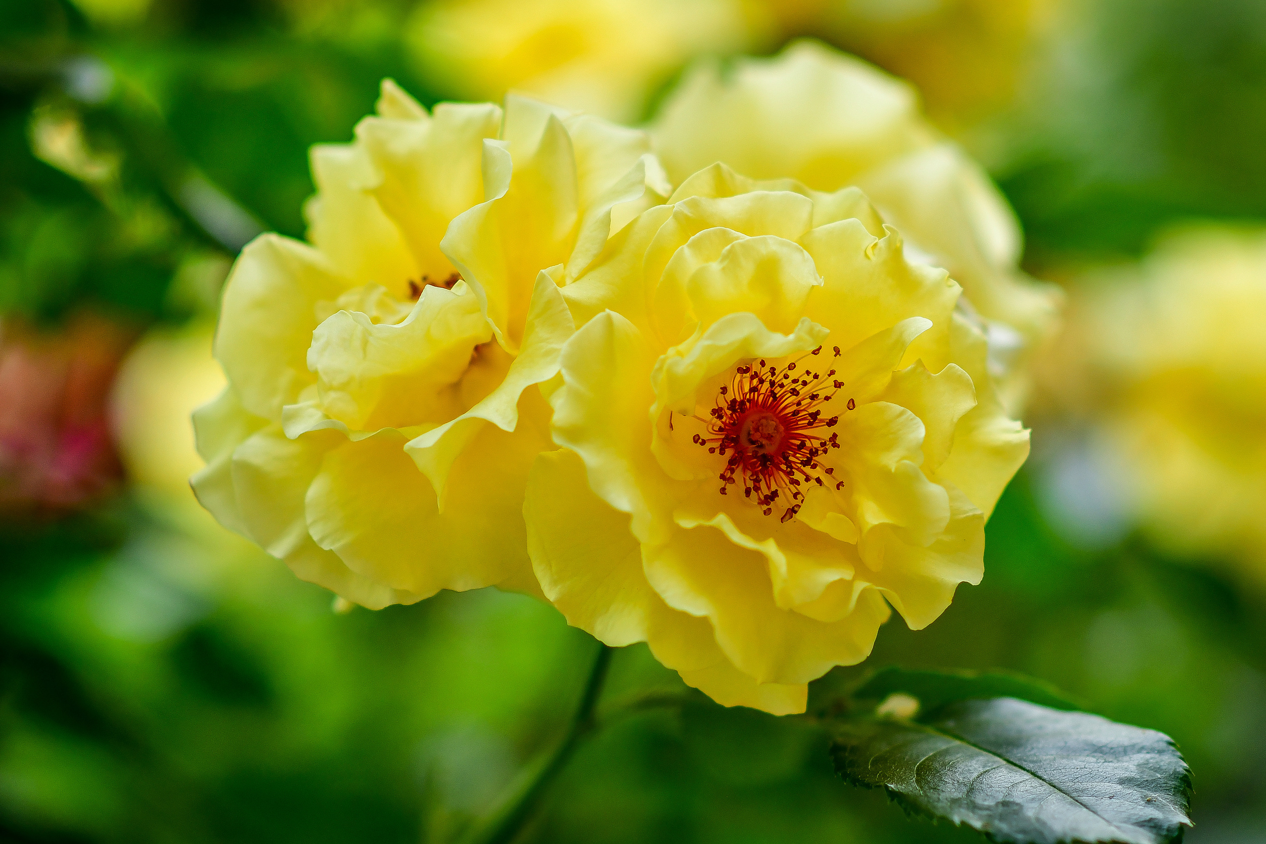 Природа. Семейный и свадебный фотограф в Донецке Донская Анастасия