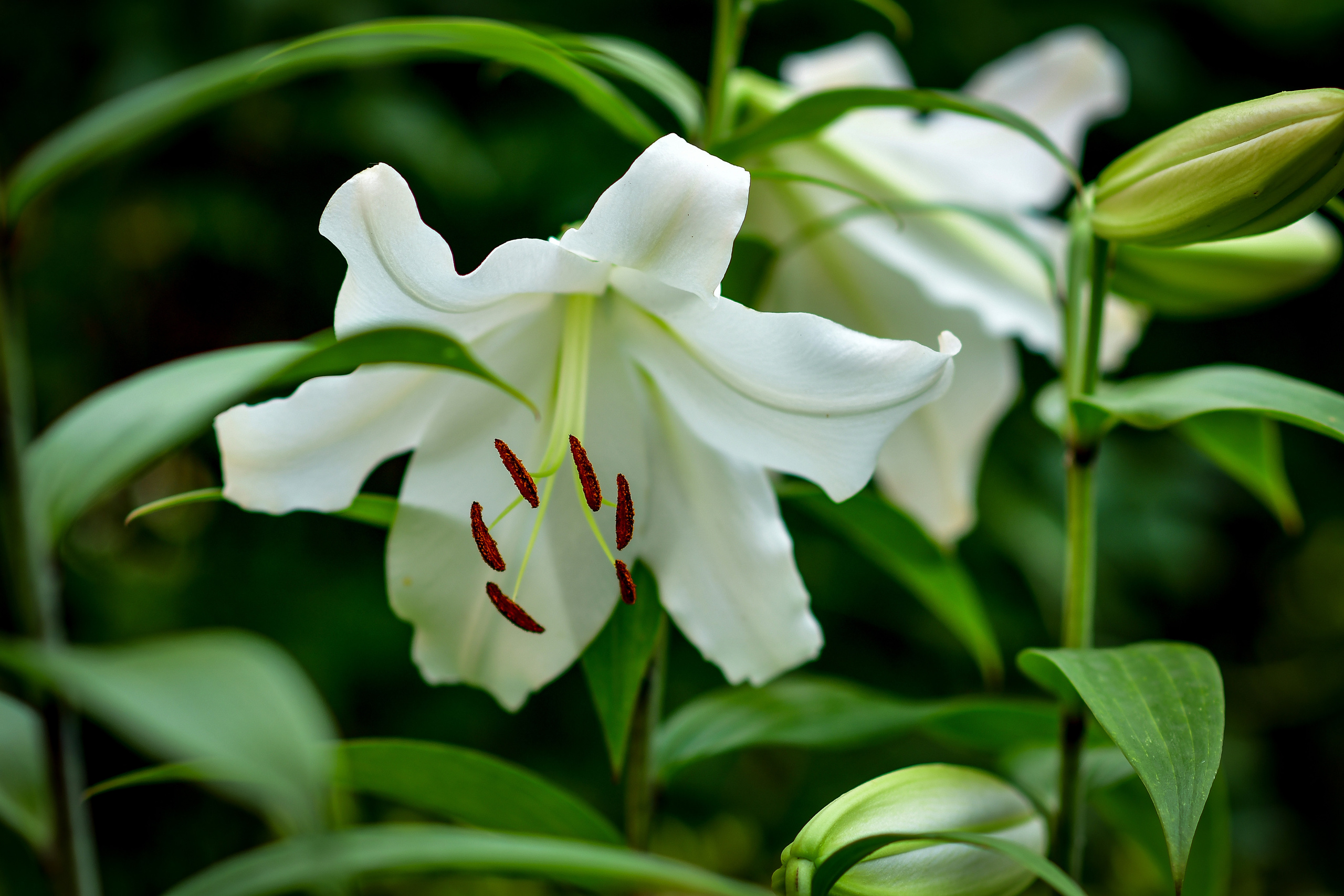 Природа. Семейный и свадебный фотограф в Донецке Донская Анастасия