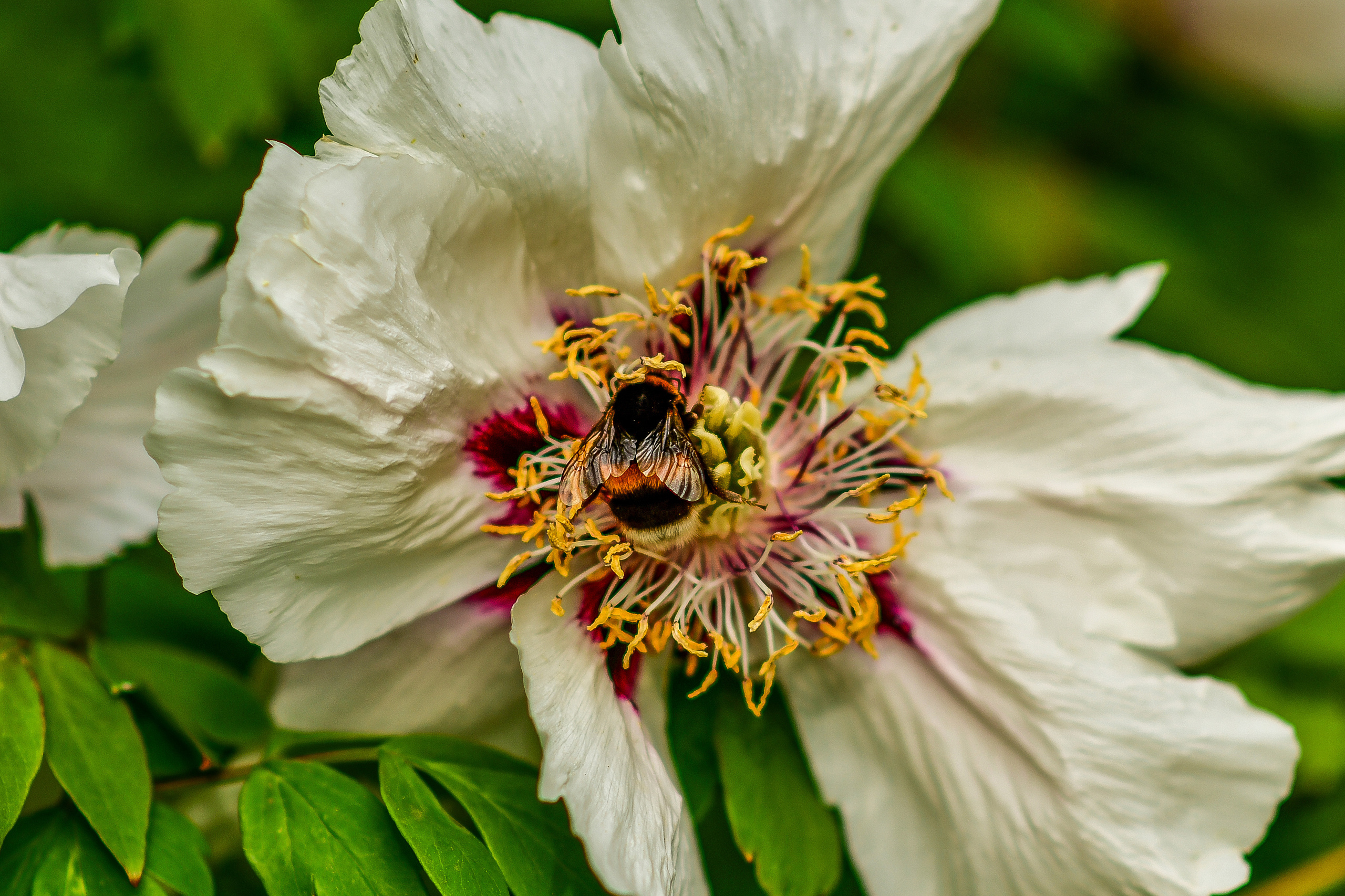 Природа. Семейный и свадебный фотограф в Донецке Донская Анастасия