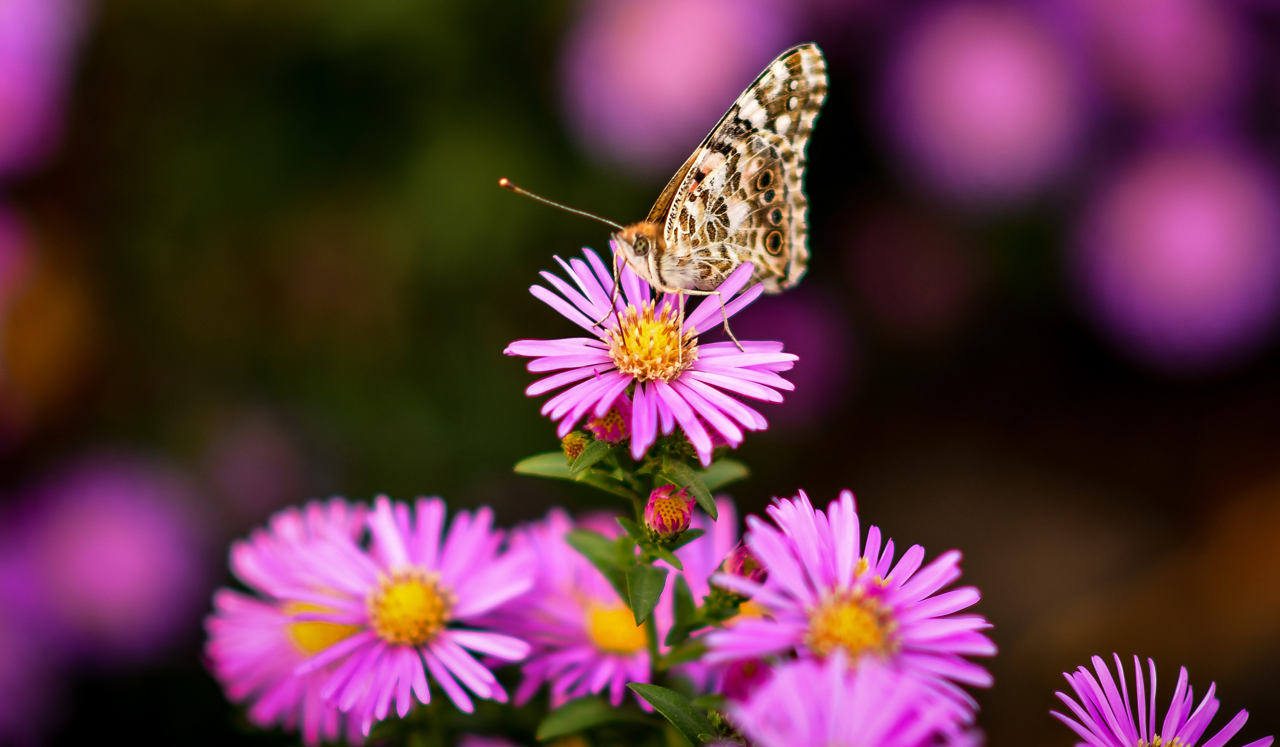 Природа. Семейный и свадебный фотограф в Донецке Донская Анастасия