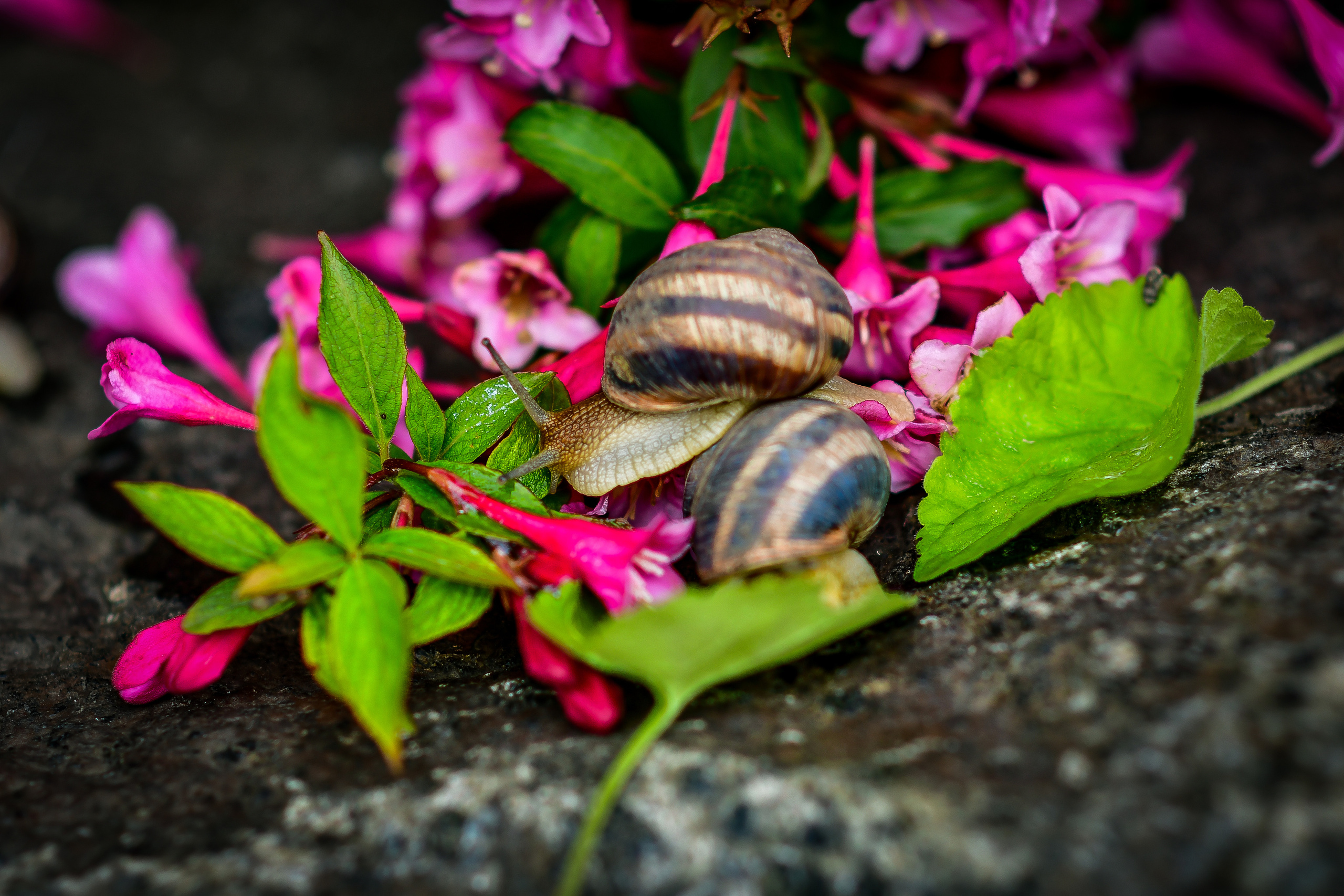 Природа. Семейный и свадебный фотограф в Донецке Донская Анастасия