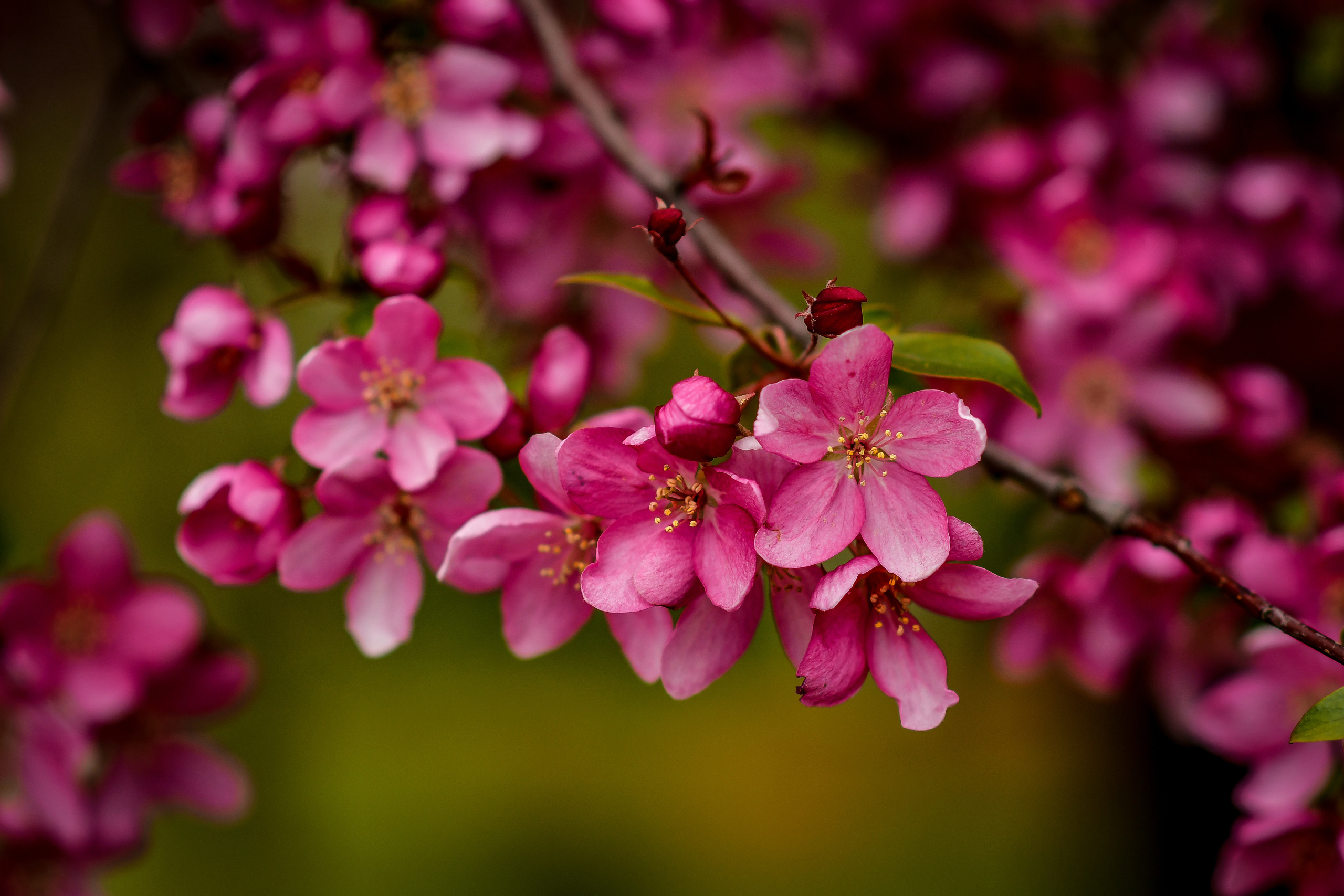Природа. Семейный и свадебный фотограф в Донецке Донская Анастасия