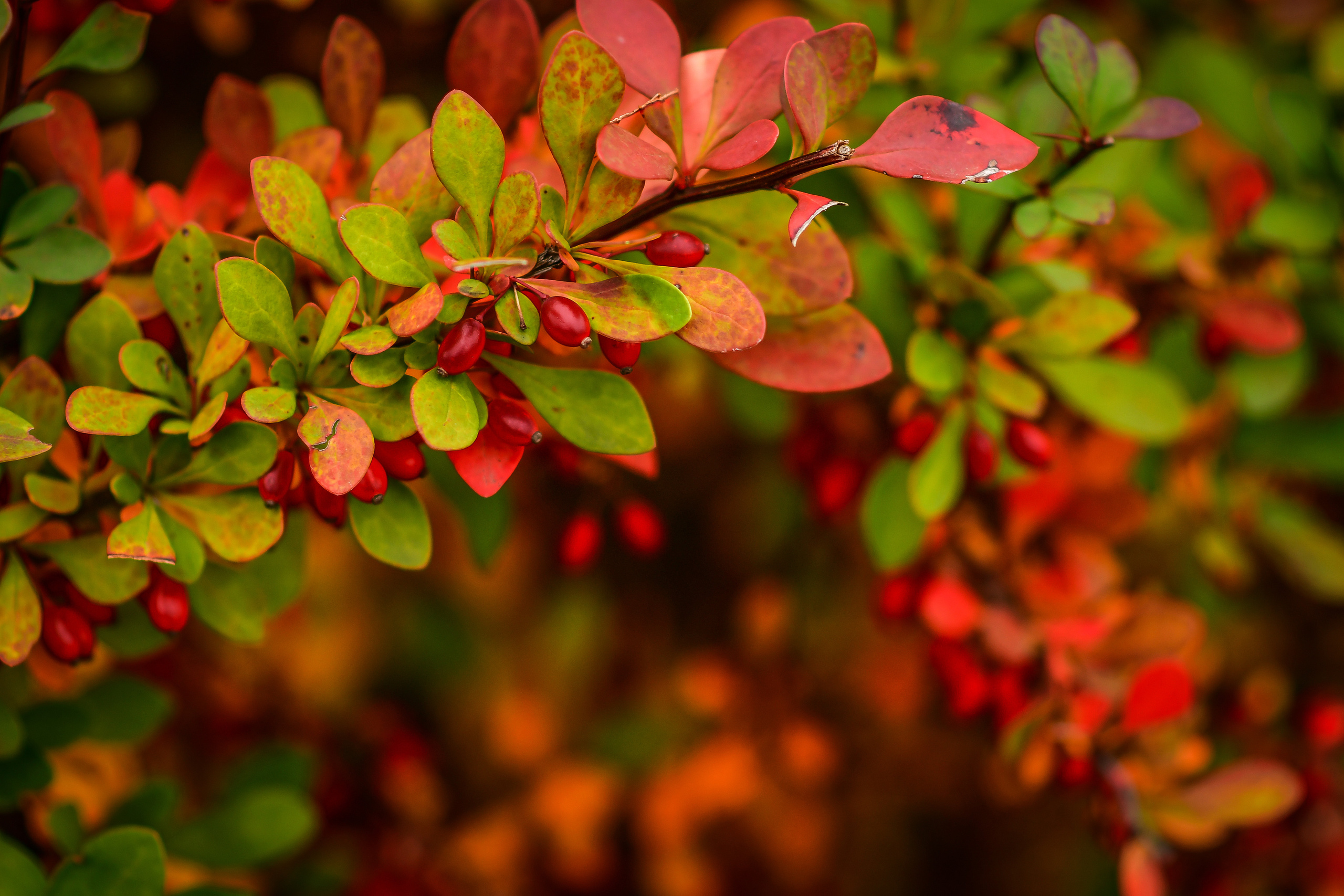 Природа. Семейный и свадебный фотограф в Донецке Донская Анастасия
