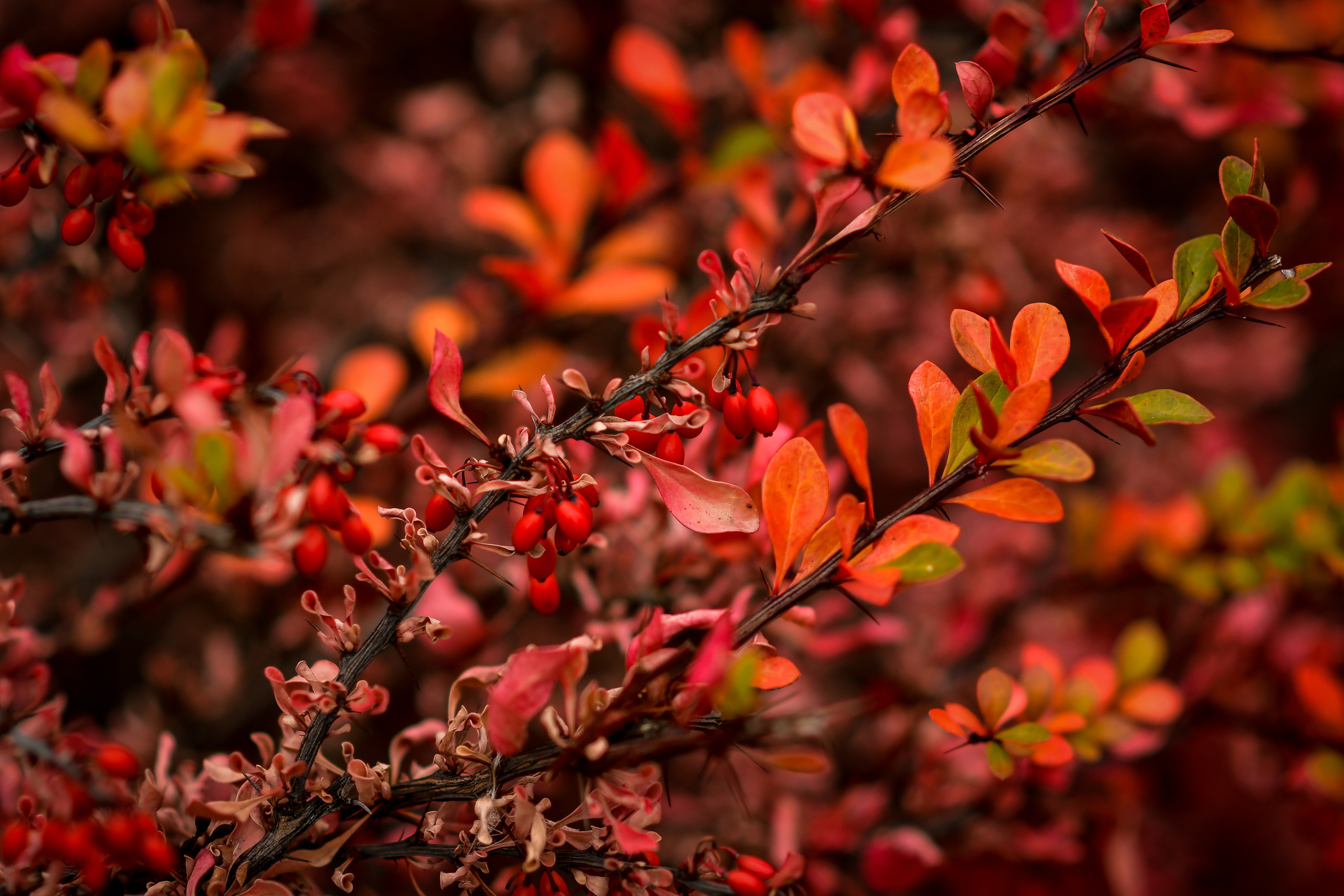 Природа. Семейный и свадебный фотограф в Донецке Донская Анастасия