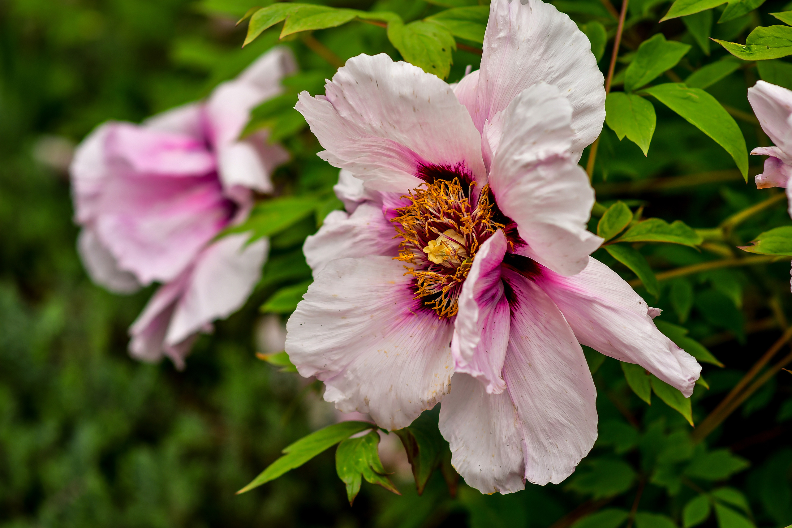 Природа. Семейный и свадебный фотограф в Донецке Донская Анастасия