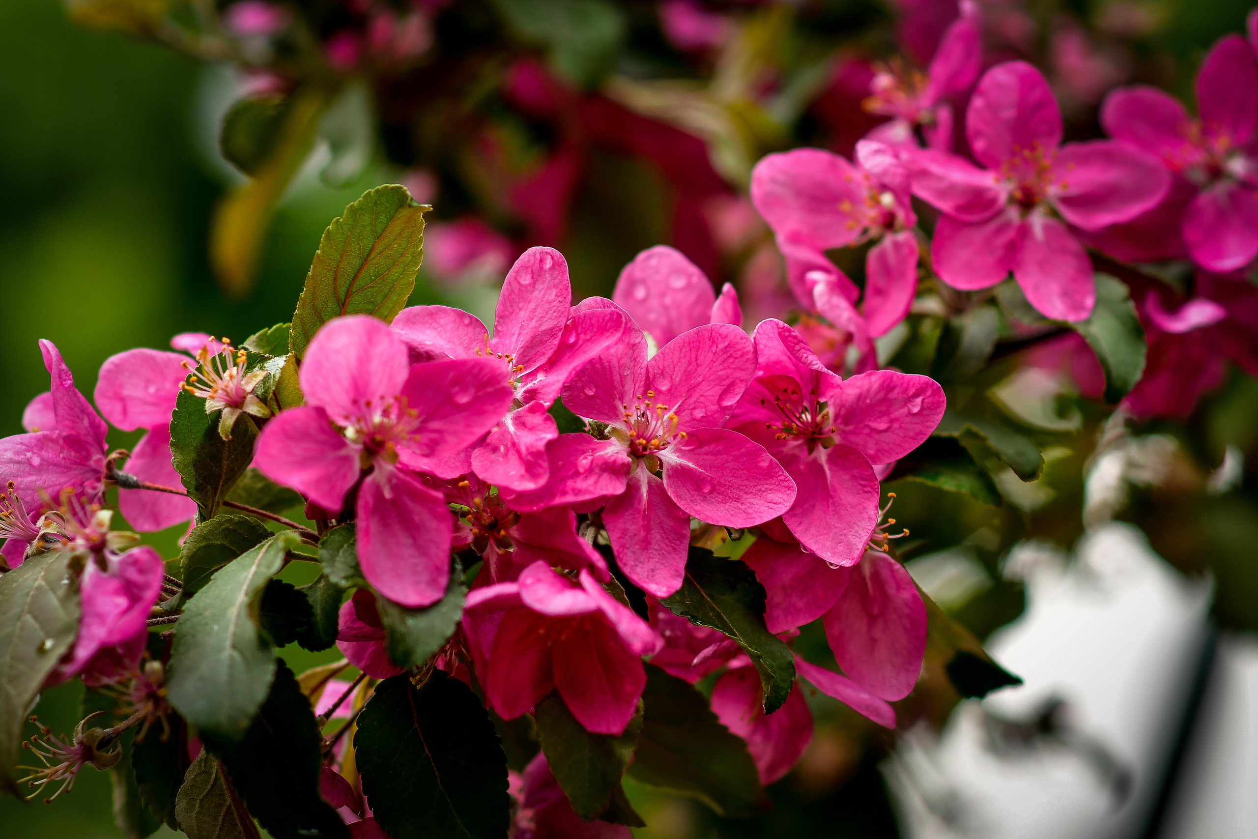 Природа. Семейный и свадебный фотограф в Донецке Донская Анастасия