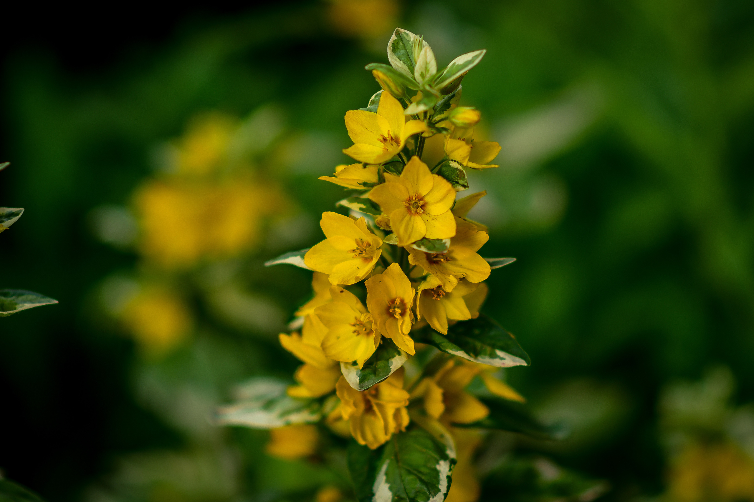 Природа. Семейный и свадебный фотограф в Донецке Донская Анастасия