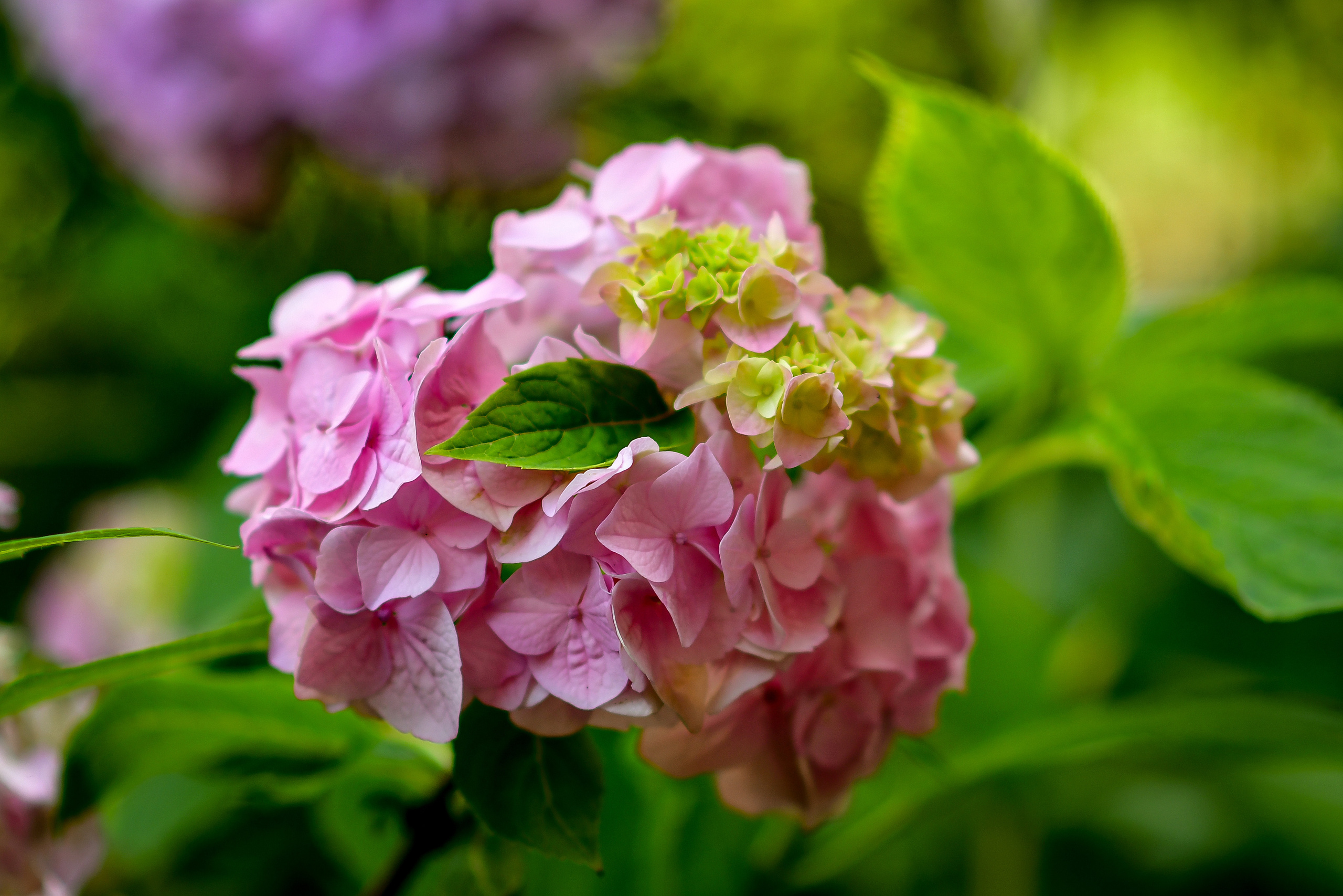 Природа. Семейный и свадебный фотограф в Донецке Донская Анастасия