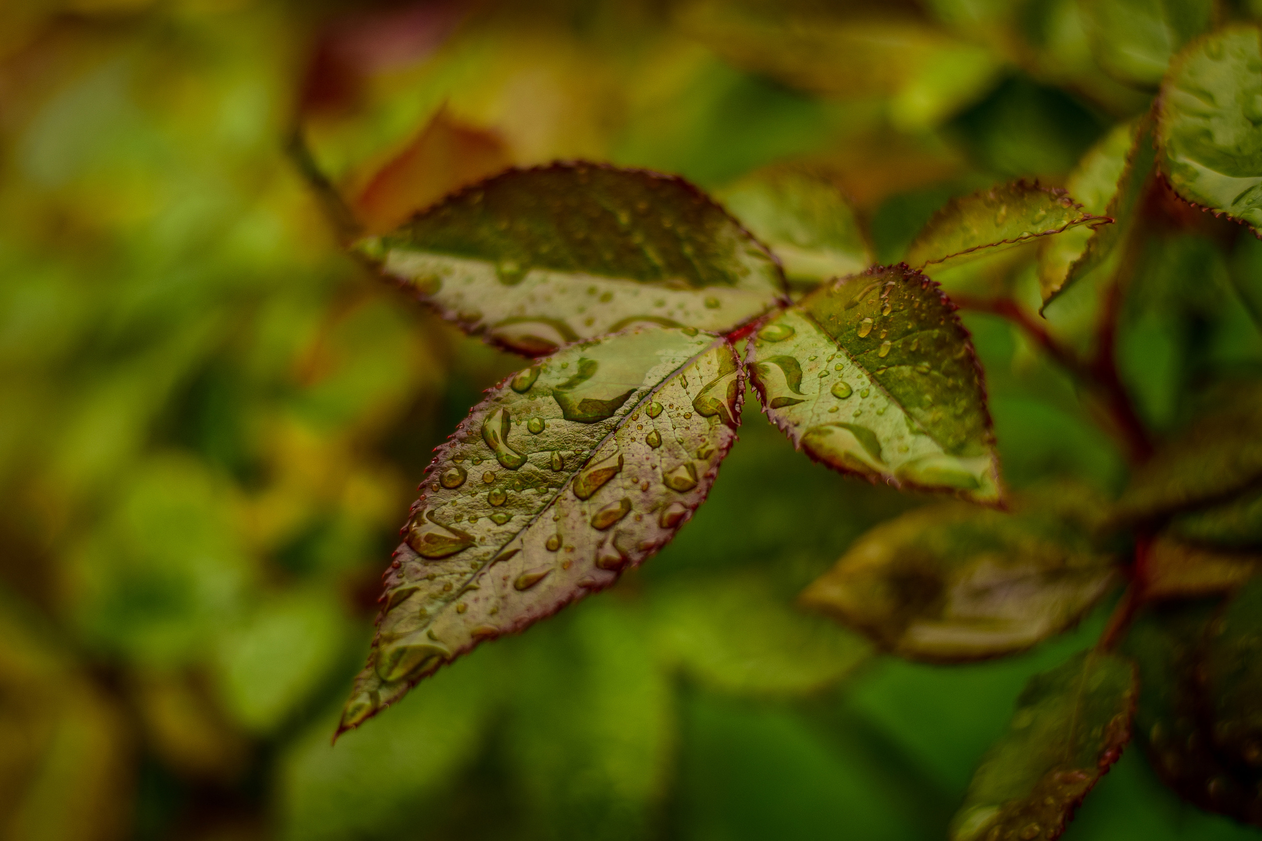 Природа. Семейный и свадебный фотограф в Донецке Донская Анастасия