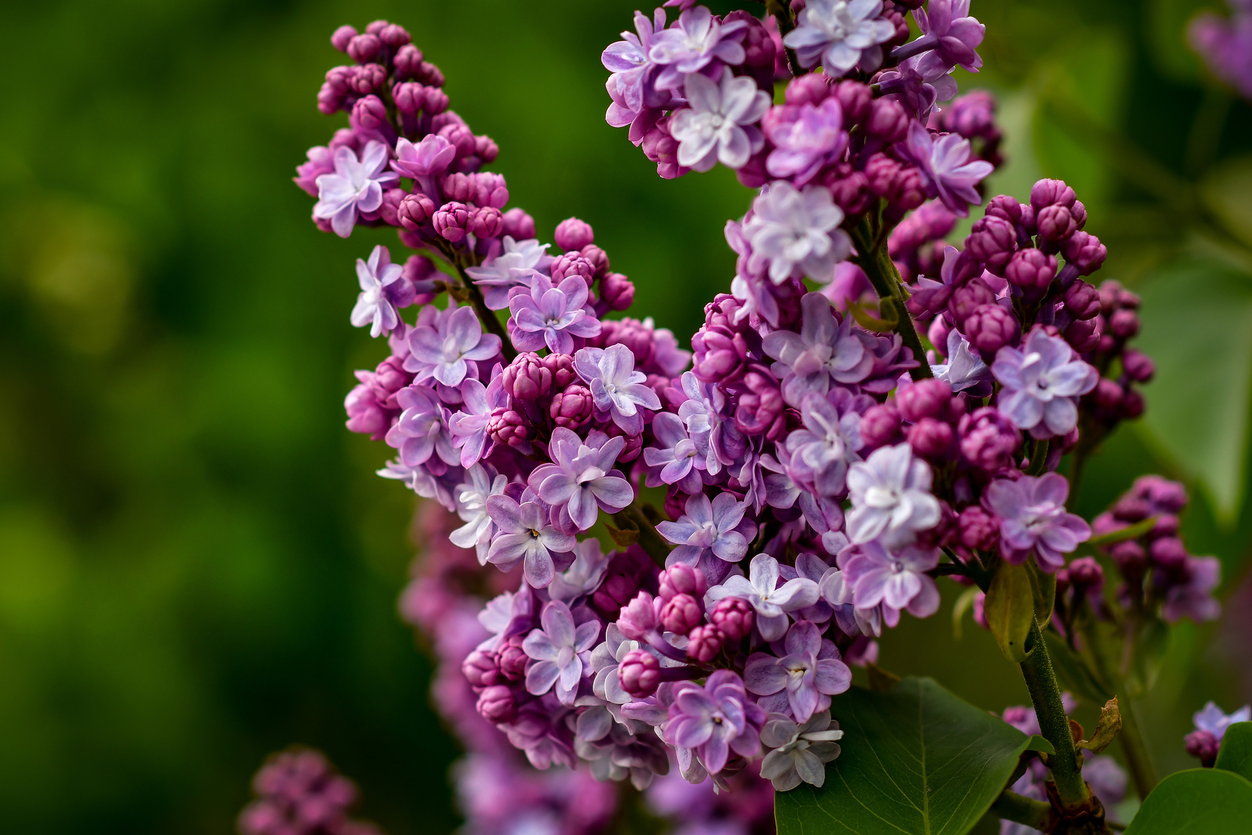 Природа. Семейный и свадебный фотограф в Донецке Донская Анастасия