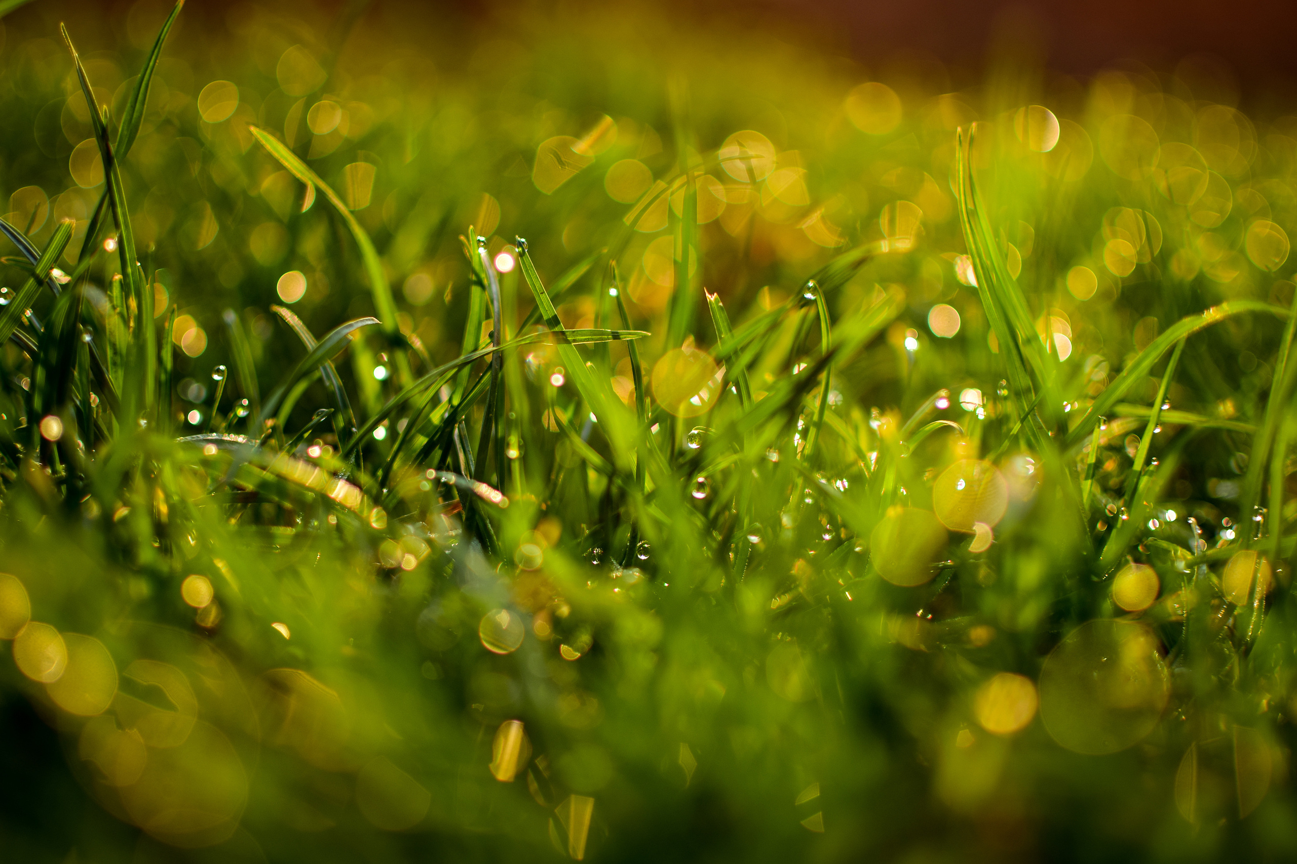 Природа. Семейный и свадебный фотограф в Донецке Донская Анастасия