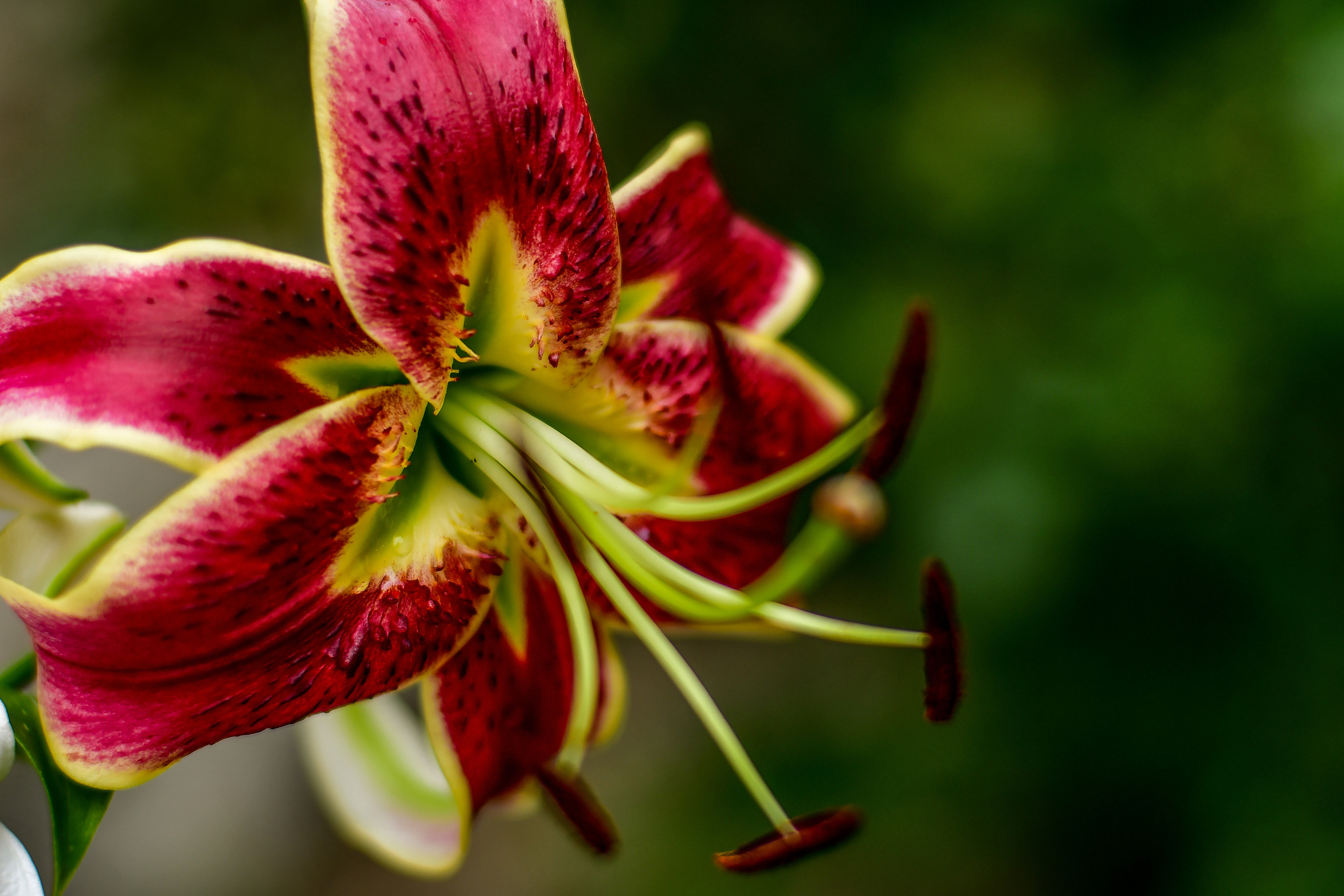 Природа. Семейный и свадебный фотограф в Донецке Донская Анастасия