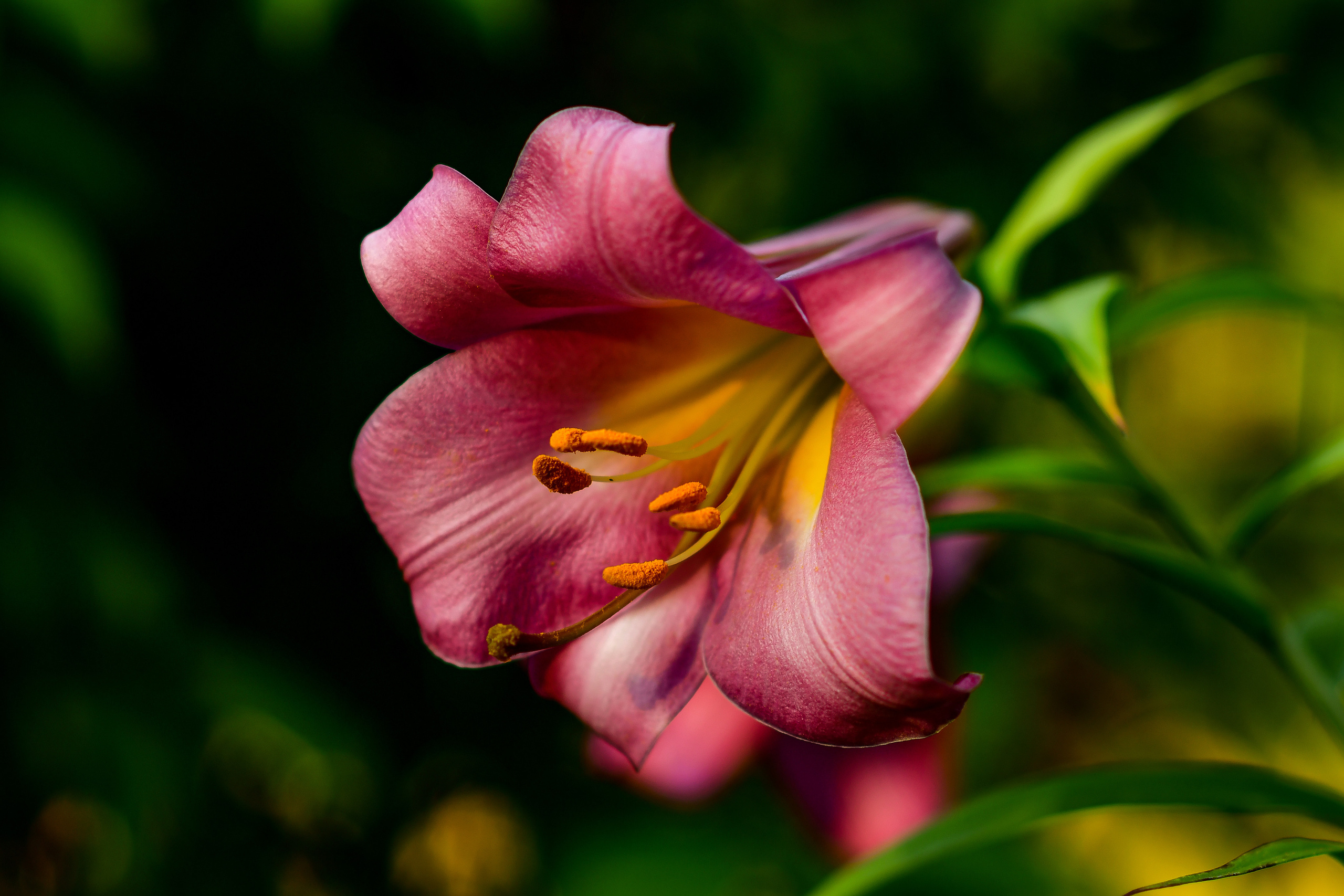 Природа. Семейный и свадебный фотограф в Донецке Донская Анастасия