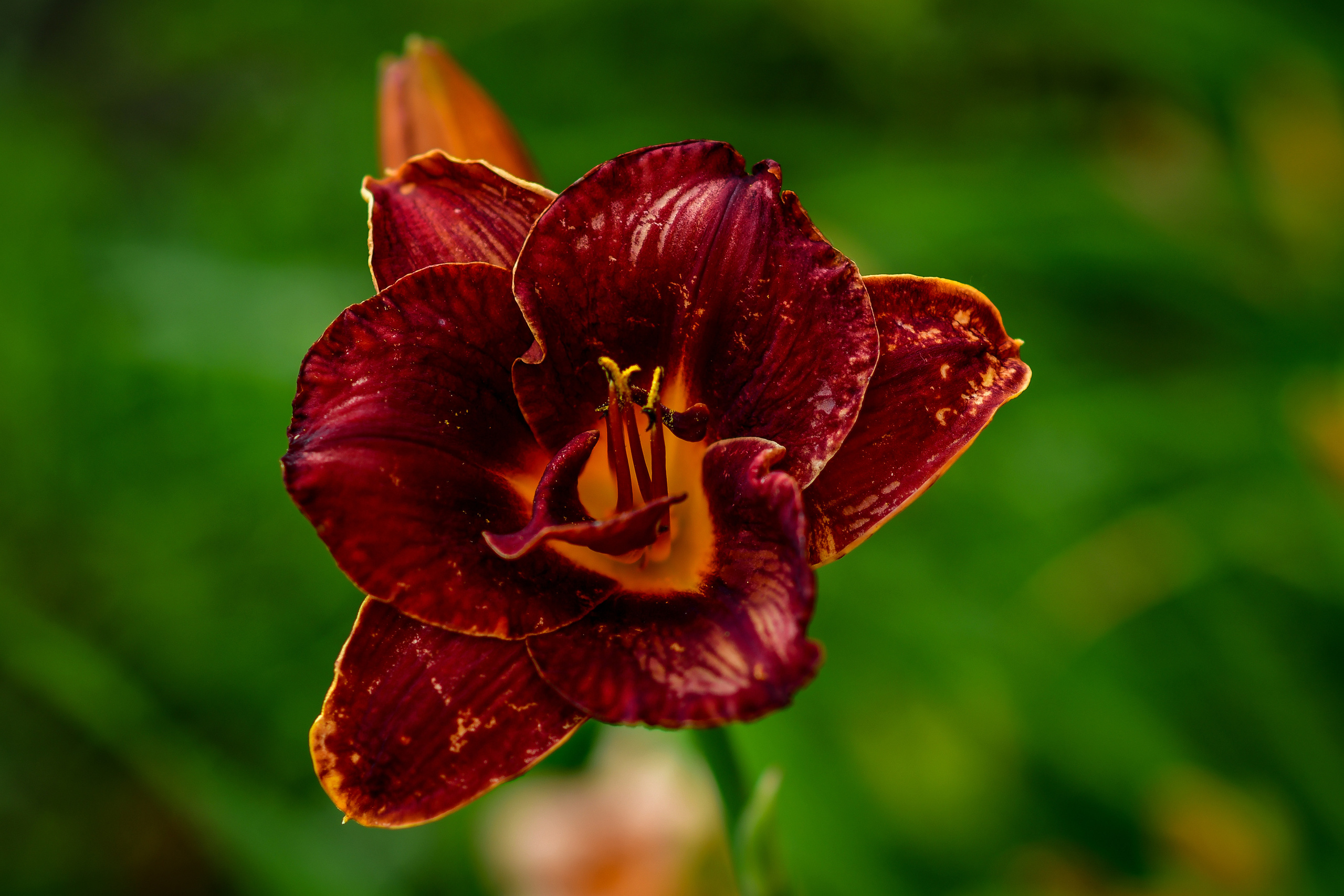 Природа. Семейный и свадебный фотограф в Донецке Донская Анастасия