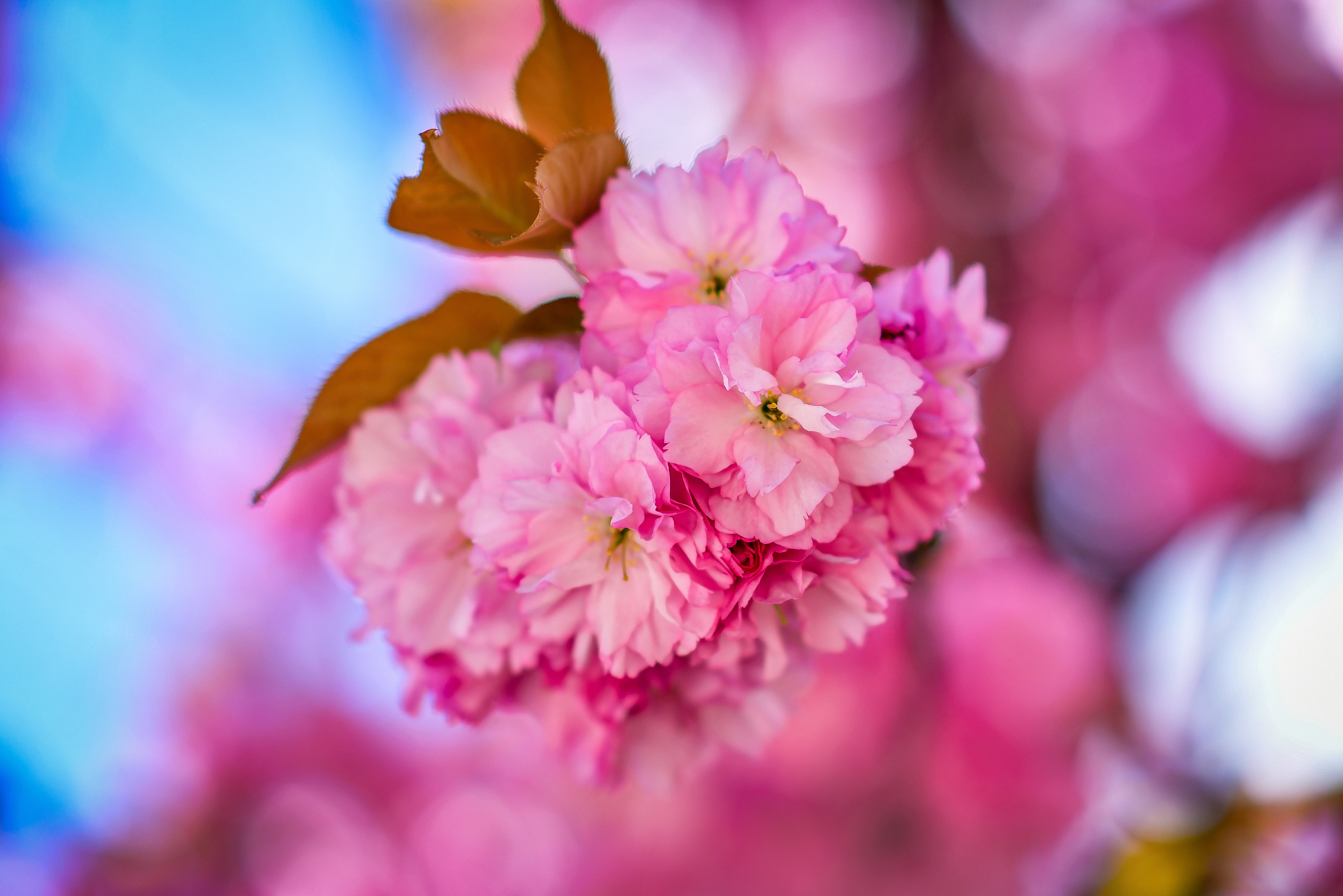 Природа. Семейный и свадебный фотограф в Донецке Донская Анастасия