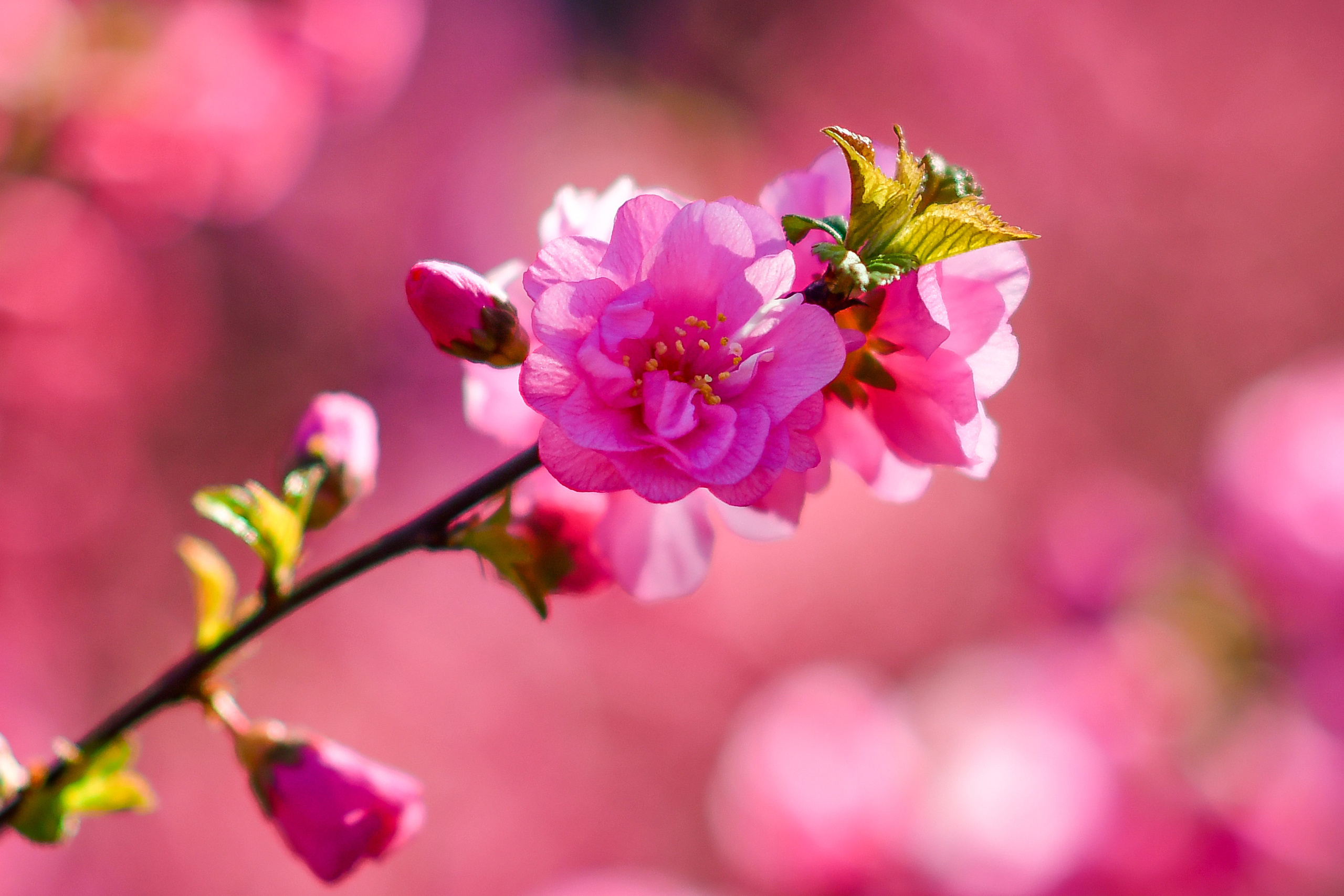 Природа. Семейный и свадебный фотограф в Донецке Донская Анастасия