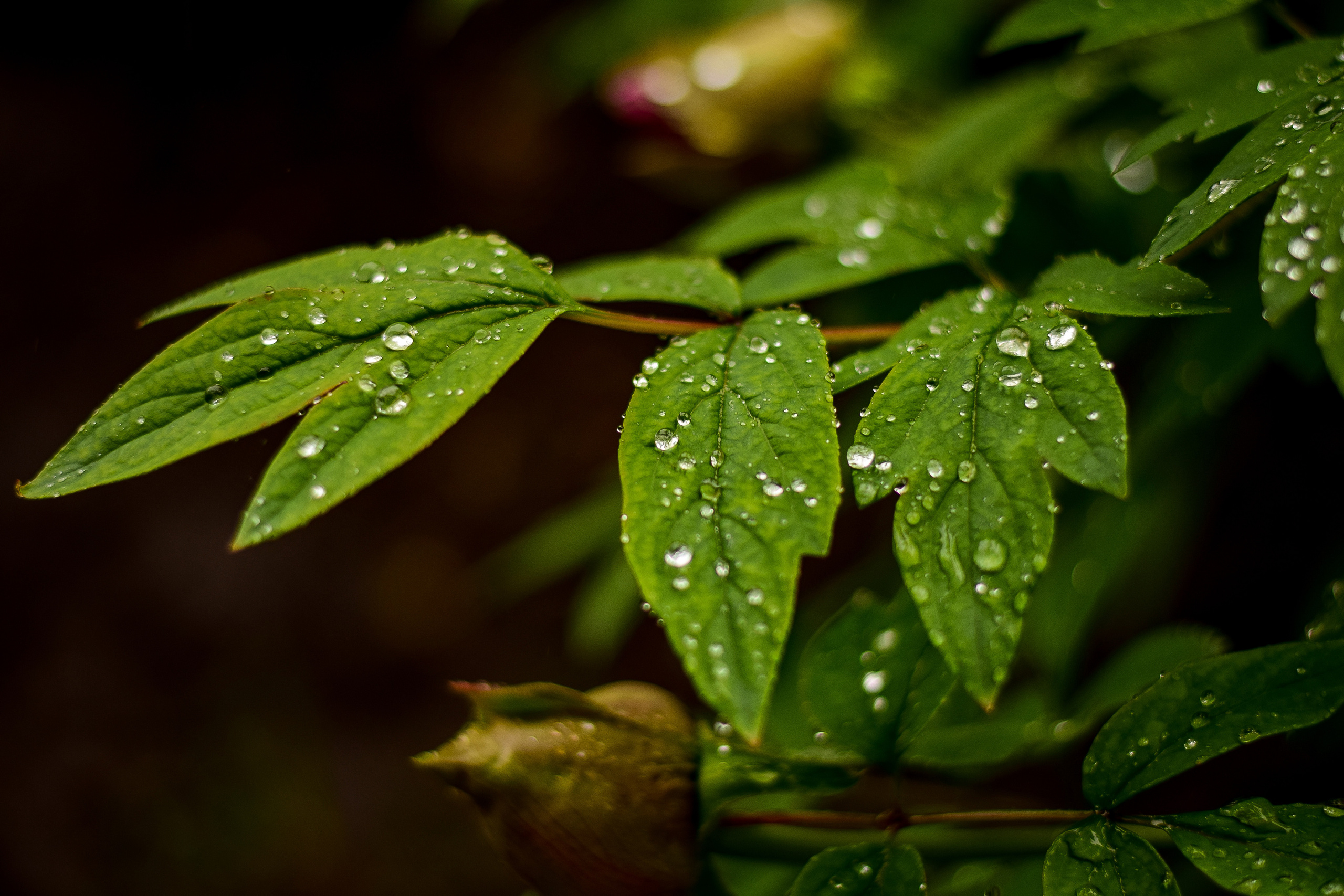 Природа. Семейный и свадебный фотограф в Донецке Донская Анастасия