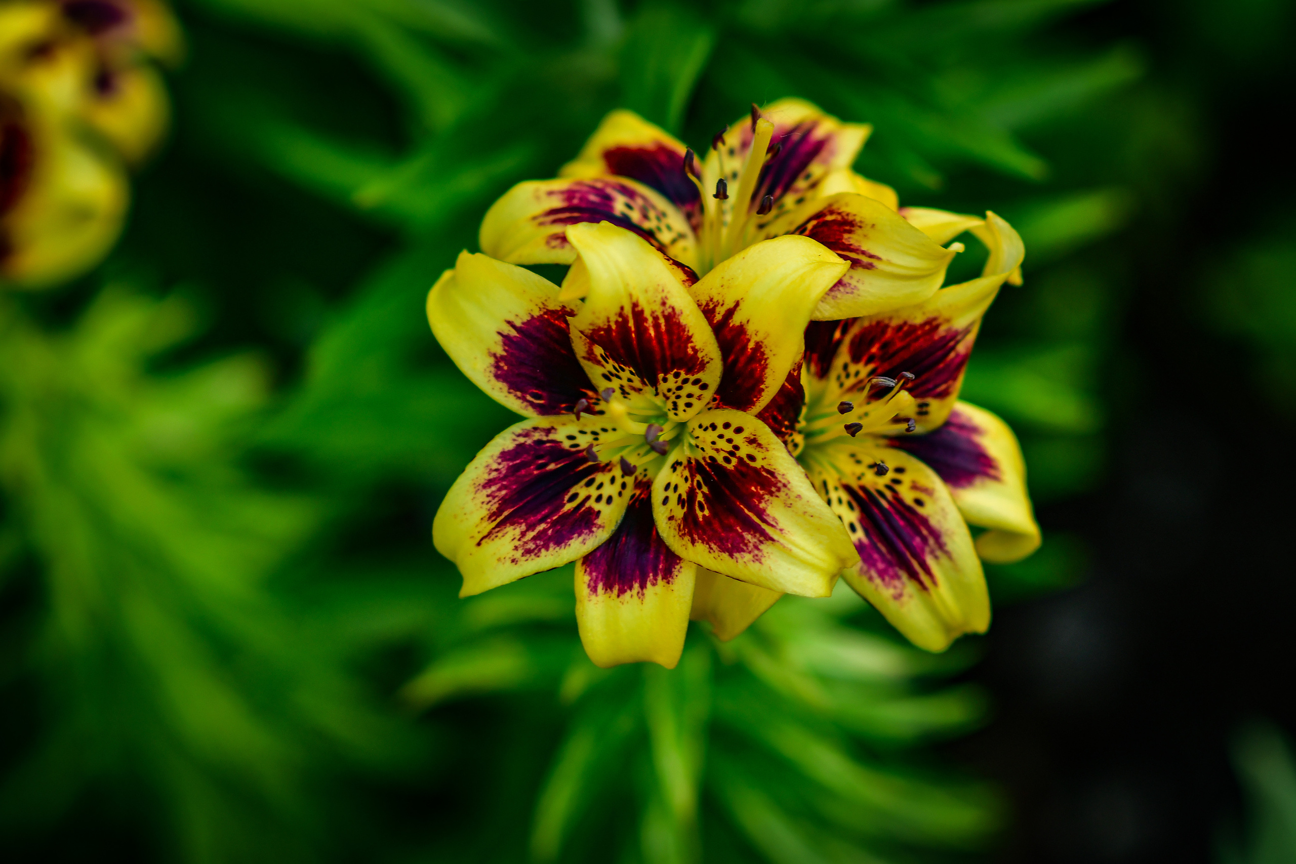 Природа. Семейный и свадебный фотограф в Донецке Донская Анастасия