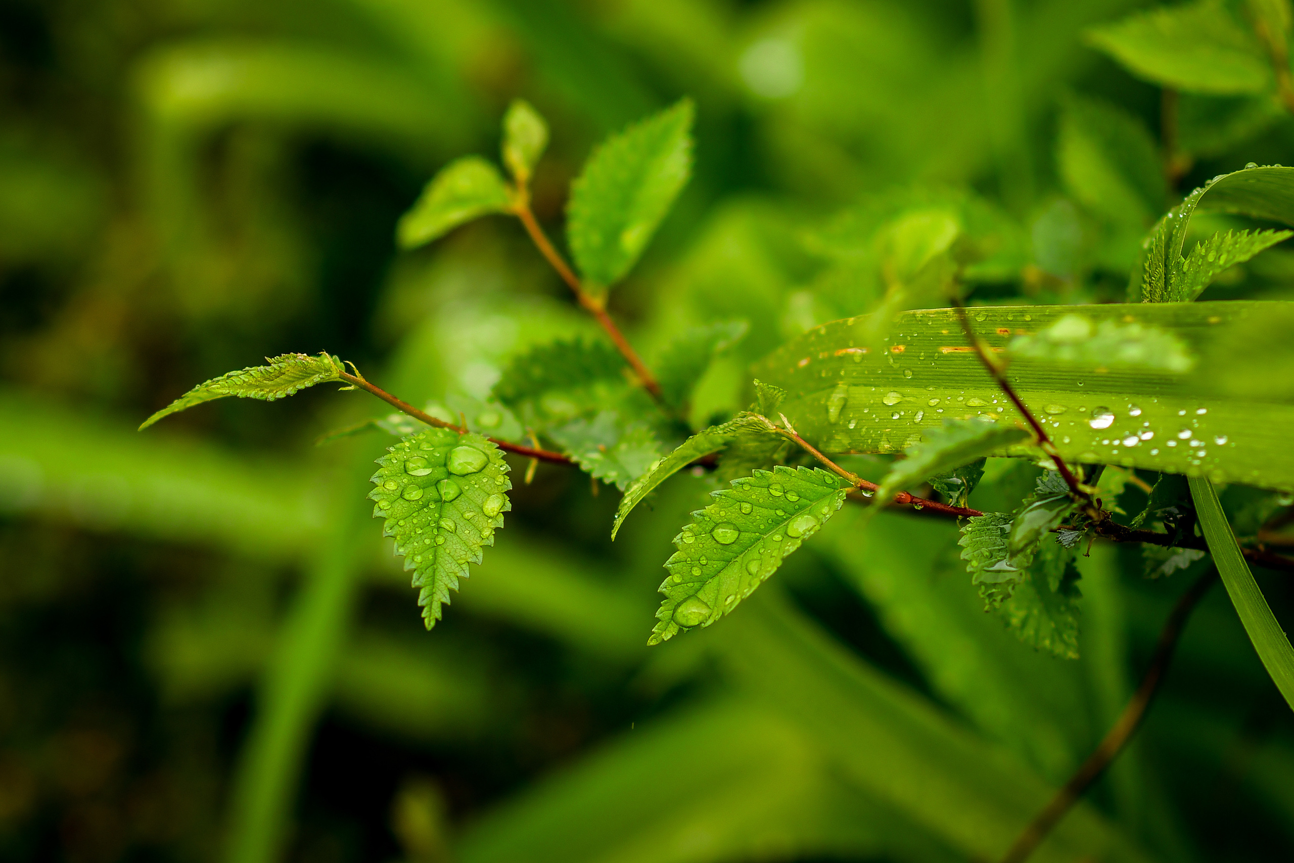 Природа. Семейный и свадебный фотограф в Донецке Донская Анастасия