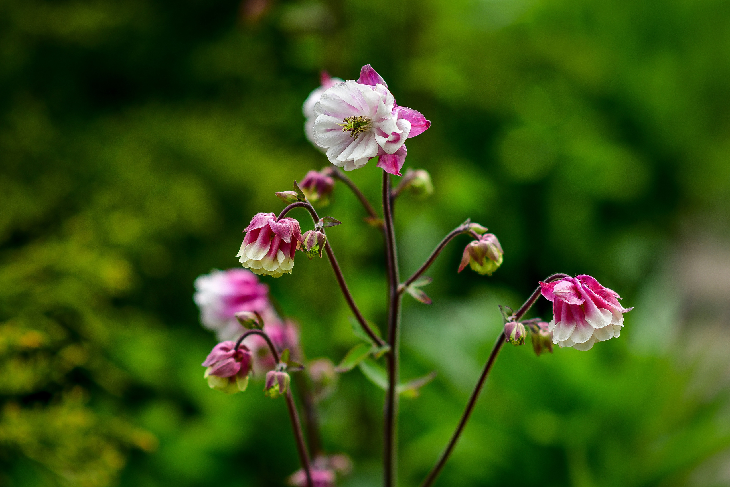 Природа. Семейный и свадебный фотограф в Донецке Донская Анастасия