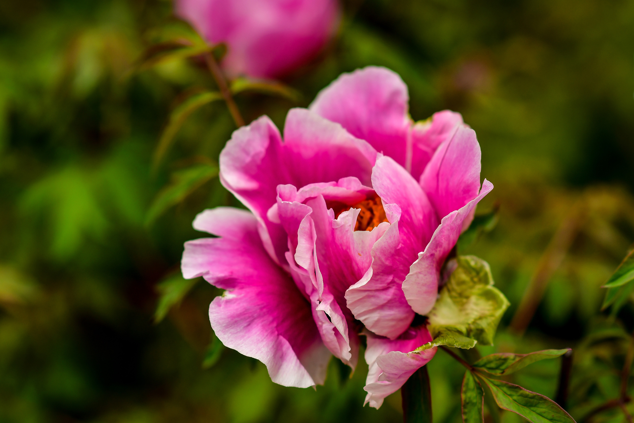 Природа. Семейный и свадебный фотограф в Донецке Донская Анастасия