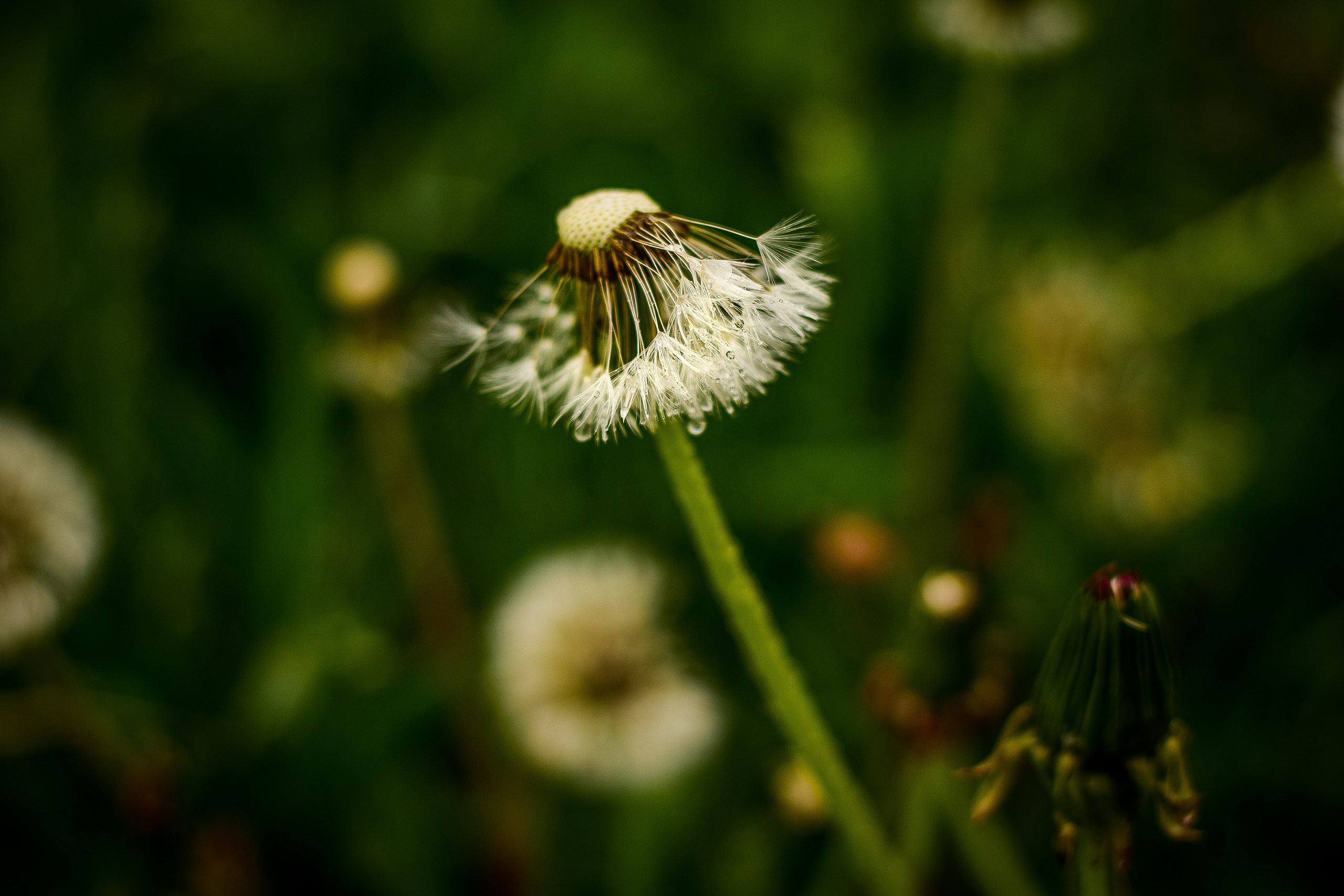 Природа. Семейный и свадебный фотограф в Донецке Донская Анастасия