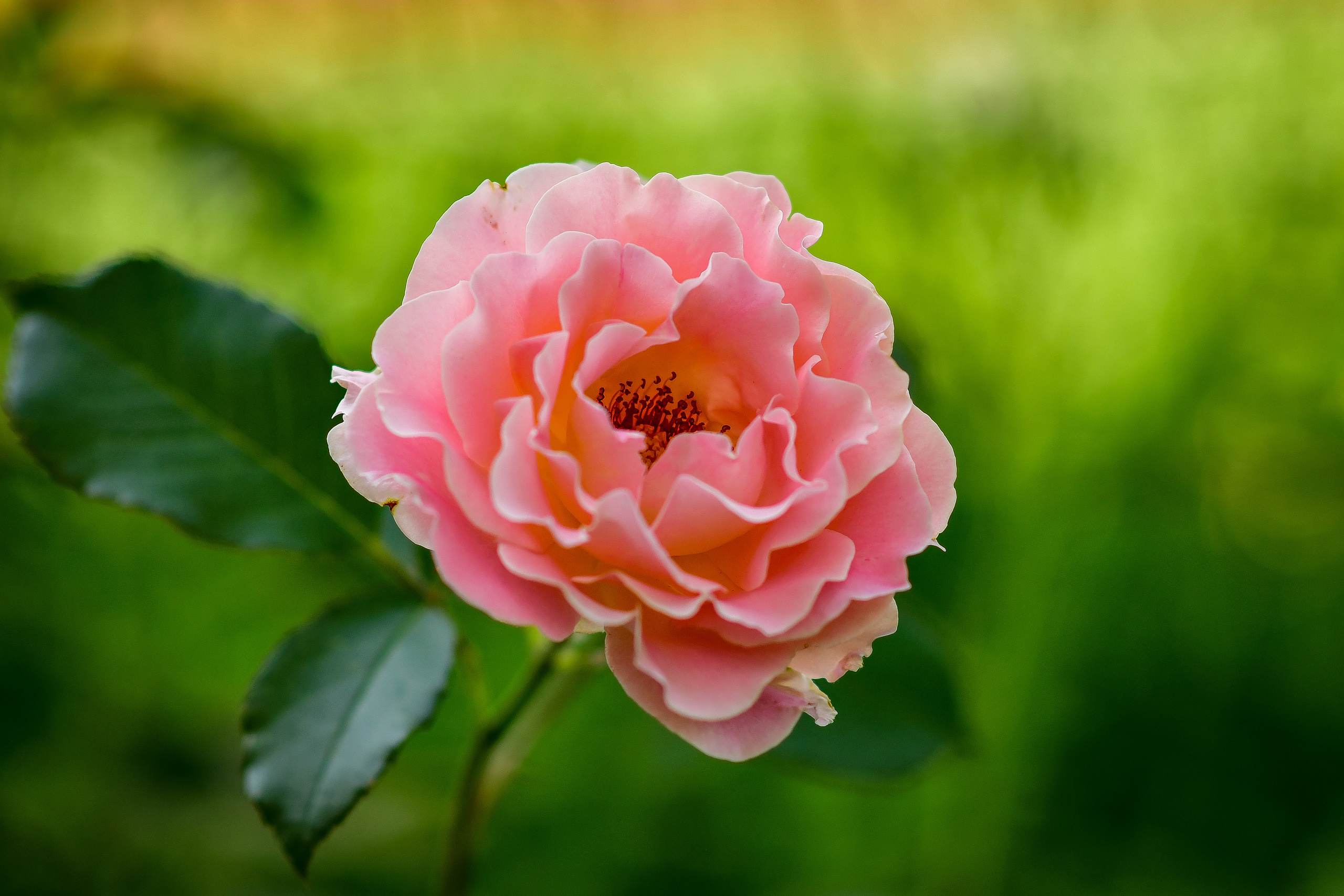 Природа. Семейный и свадебный фотограф в Донецке Донская Анастасия