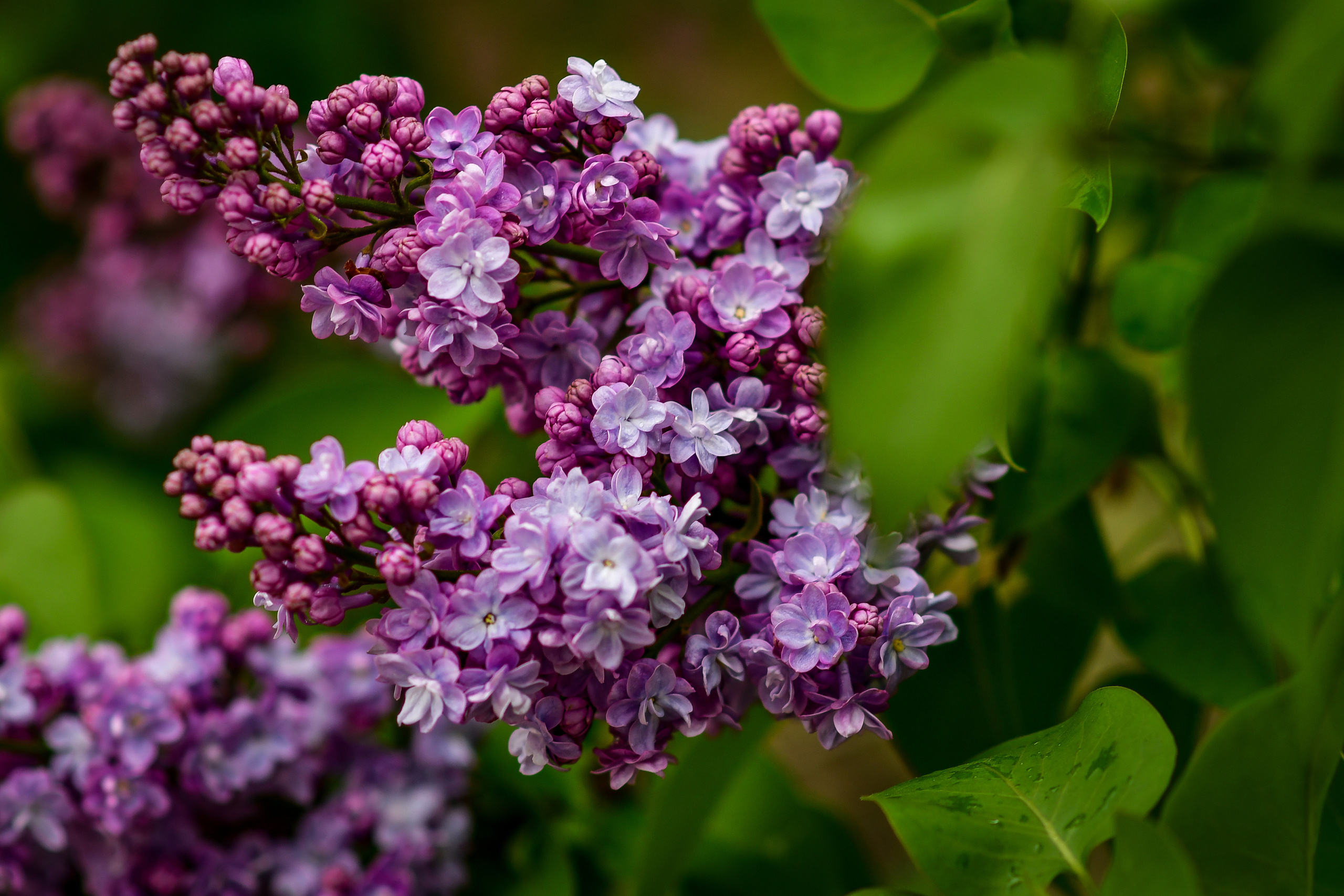 Природа. Семейный и свадебный фотограф в Донецке Донская Анастасия